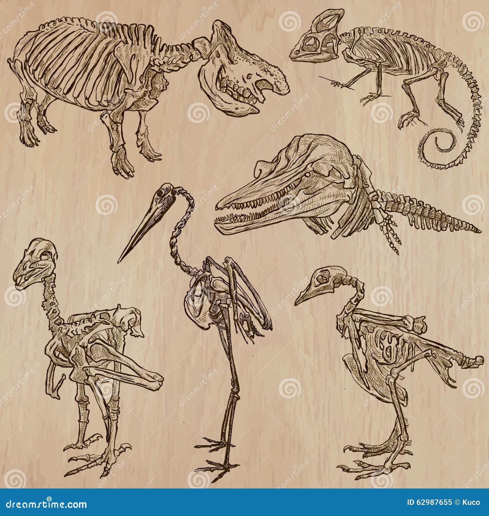 Bones, Skulls, Skeletons - freehands, vector. BONES, SKELETONS and Skulls of some Animals. Collection of an hand drawn vector illustrations. Freehand sketching. Each drawing comprise a few layers of lines. Background is isolated. Editable in groups.