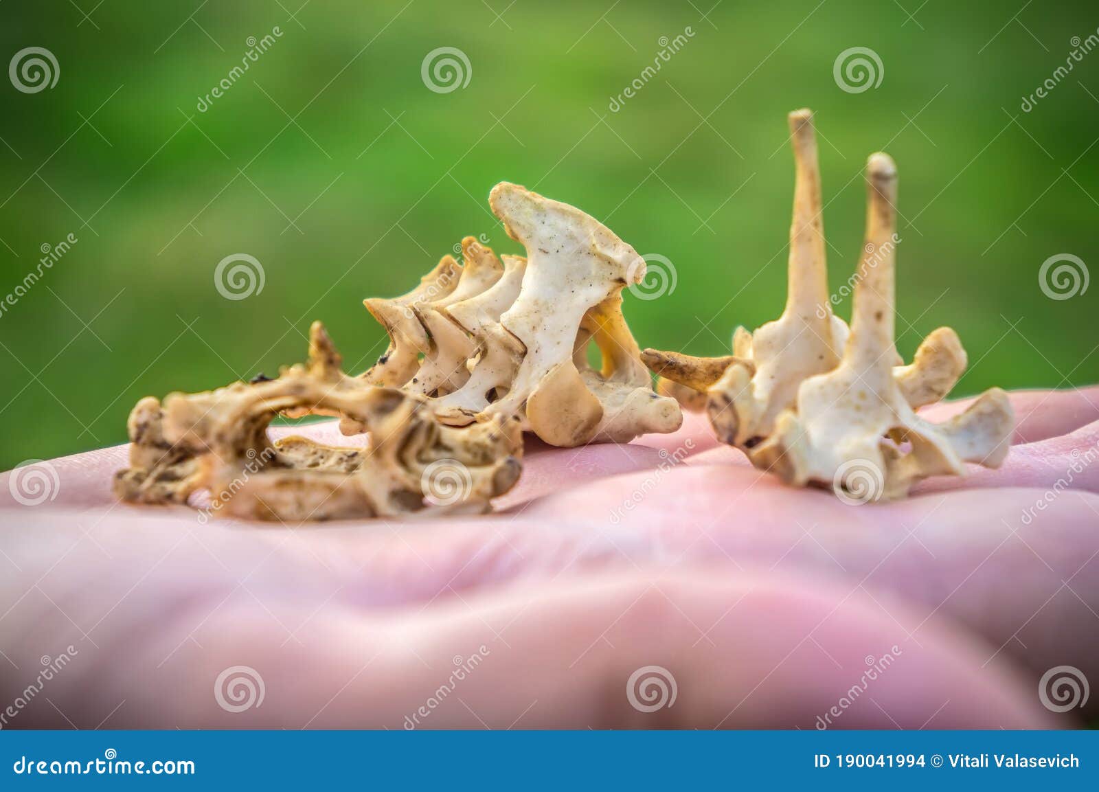 The Bones of a Small Animal Stock Photo Image of deer, food 190041994