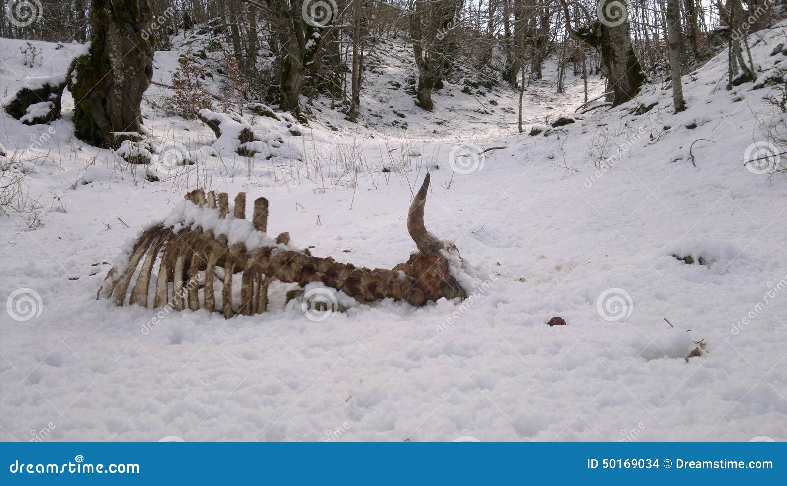 bufalo scheletro di ossa