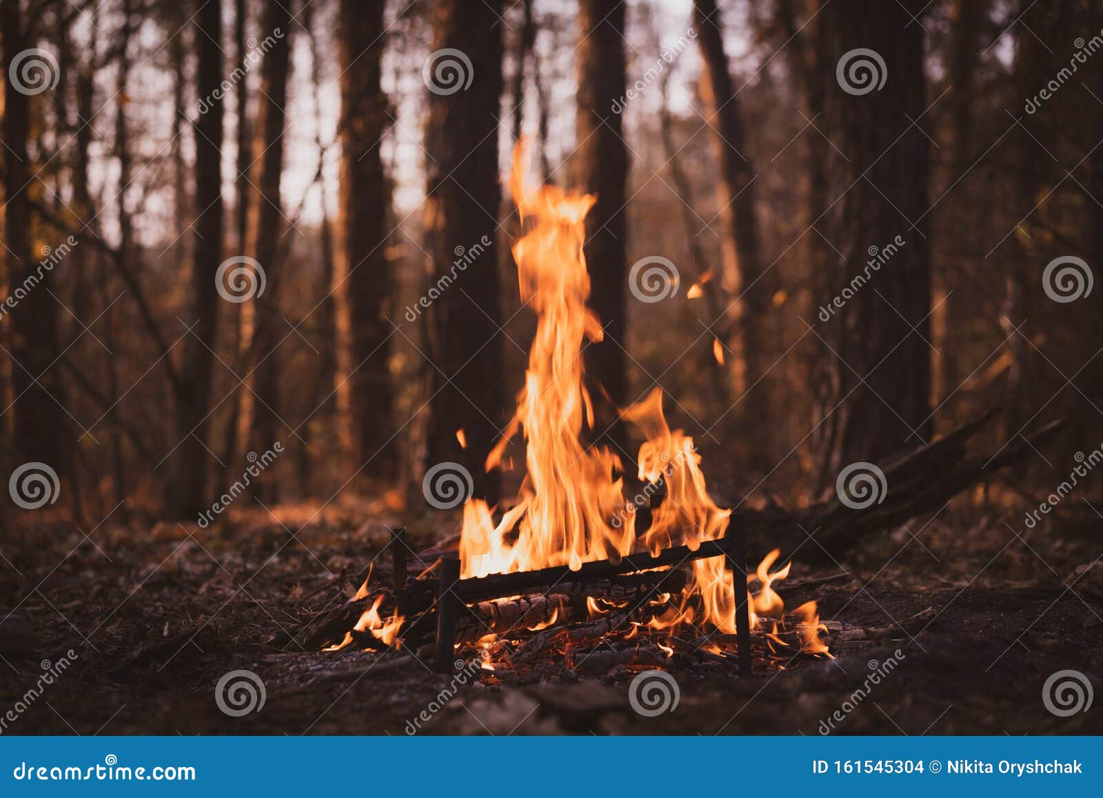 Bonfire in the Autumn Pine Forest. Dusk. Stock Photo Image of