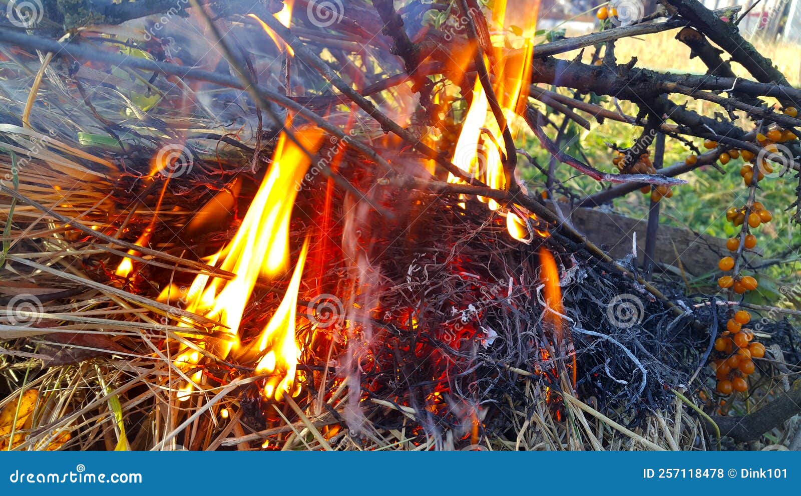 Bonfire or Fire, Burning Branches of a Tree and Dry Grass Stock Photo