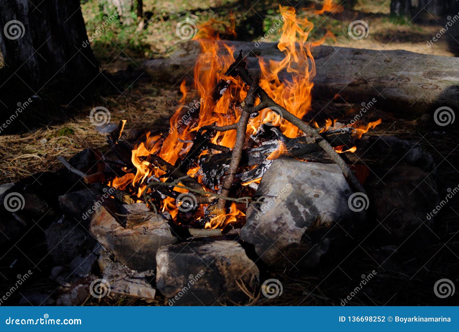 Bonfire in the Forest. Family Vacation, Camping or Picnic Stock Photo ...