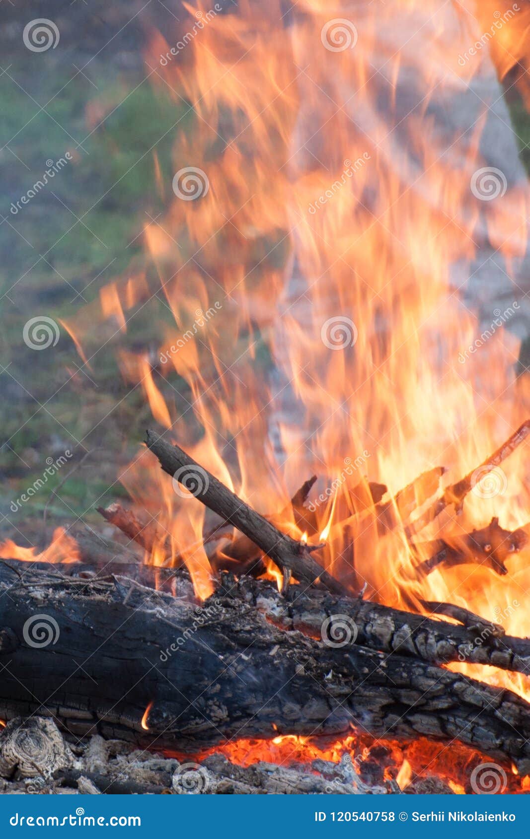 Bonfire. Wooden Logs are Burning. a High Flame Stock Photo - Image of ...