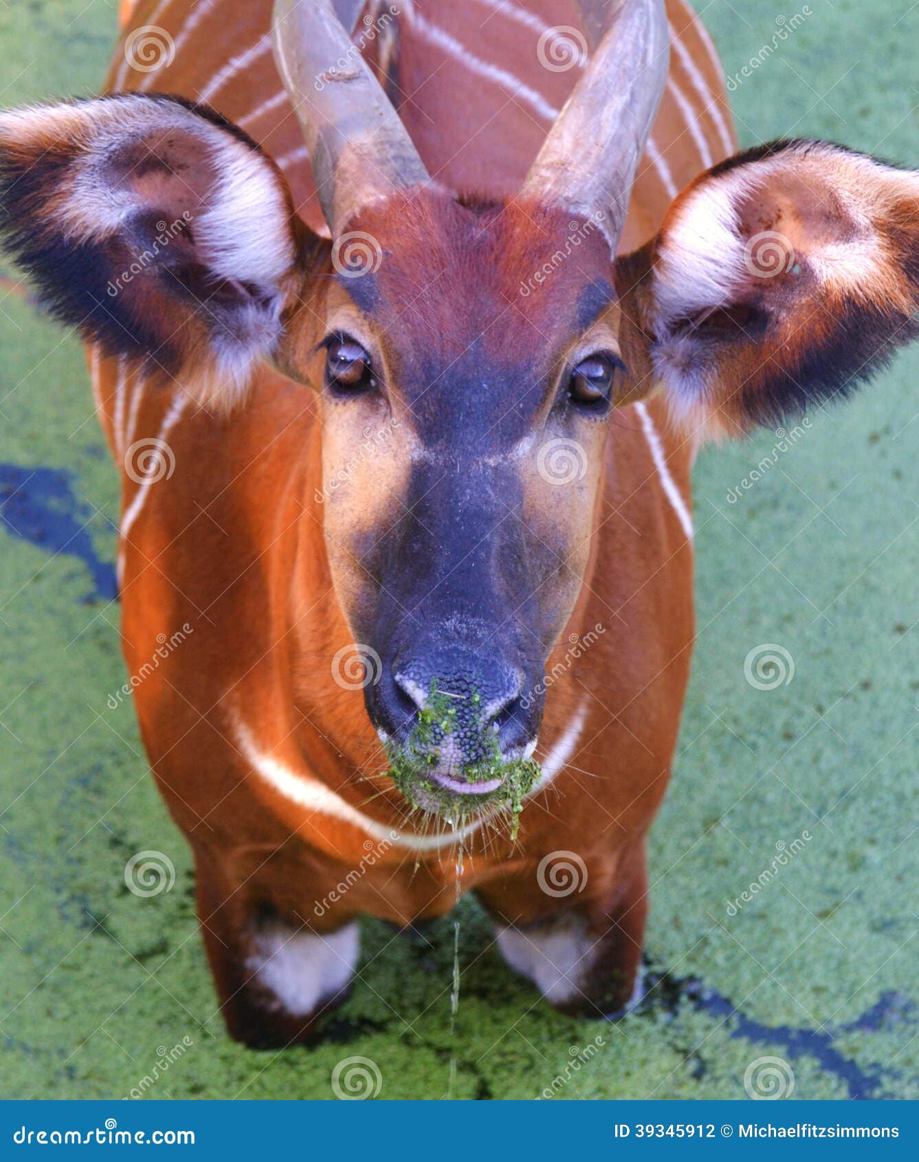 Bongo africano foto de archivo. Imagen de bongo, pantano 39345912