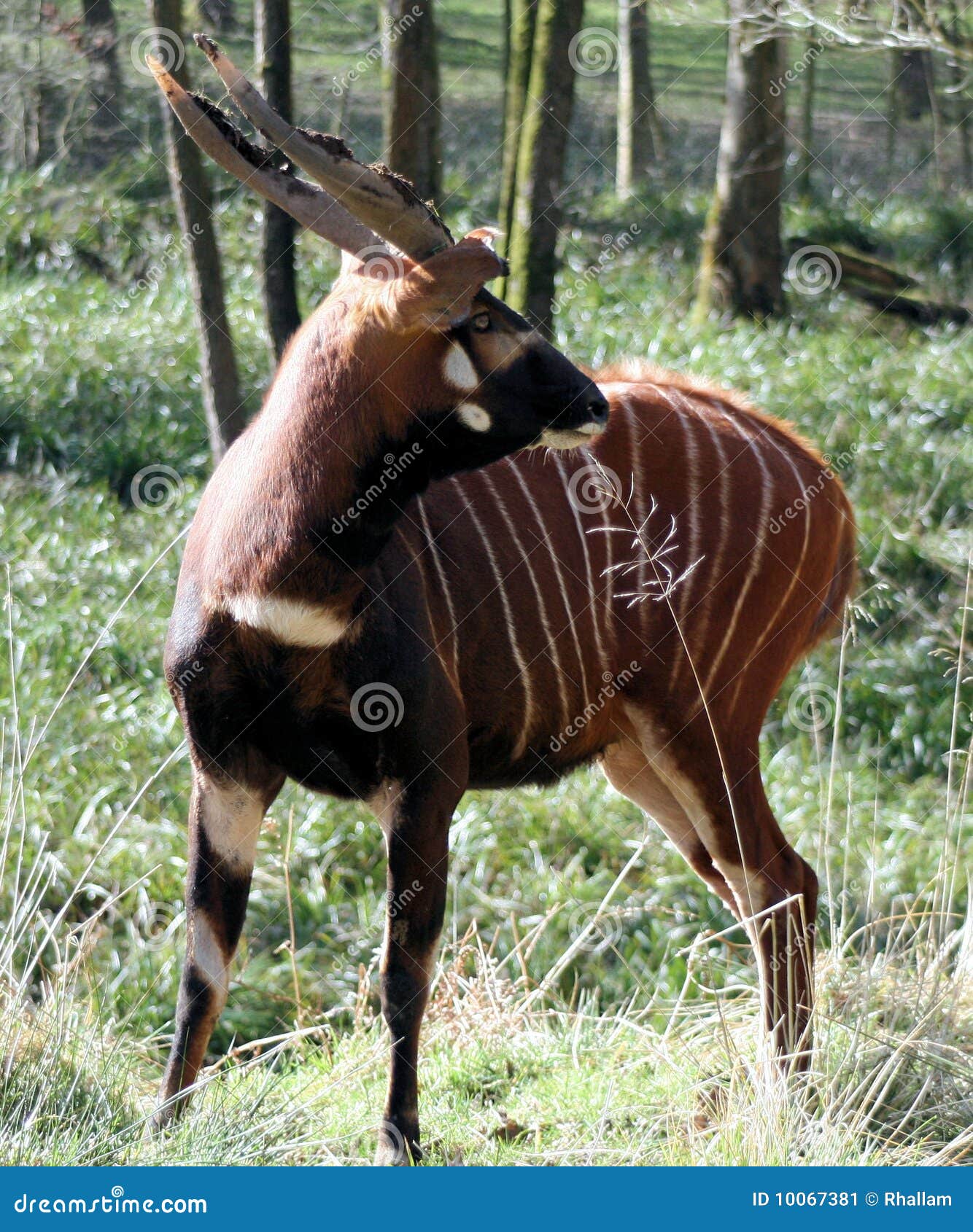 Bongo Antelope stock image. Image of safari, wild, antelope - 10067381