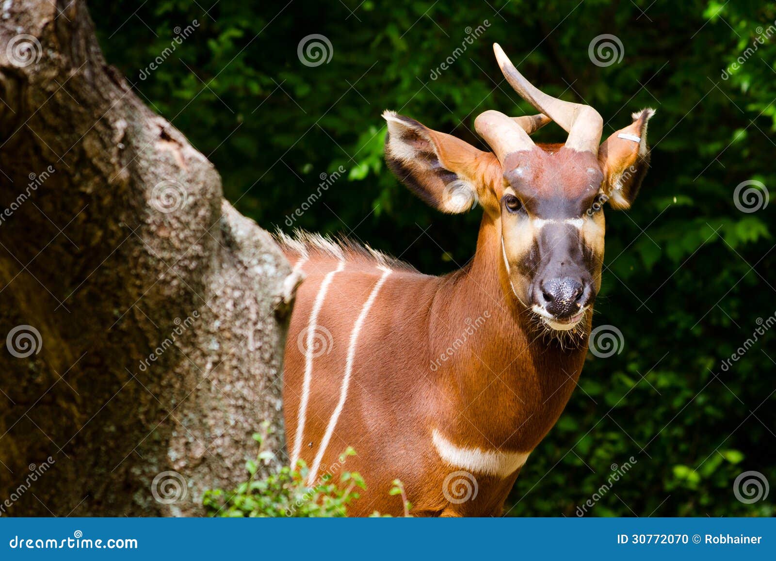 Bongo antelope stock photo. Image of antelope, natural 30772070