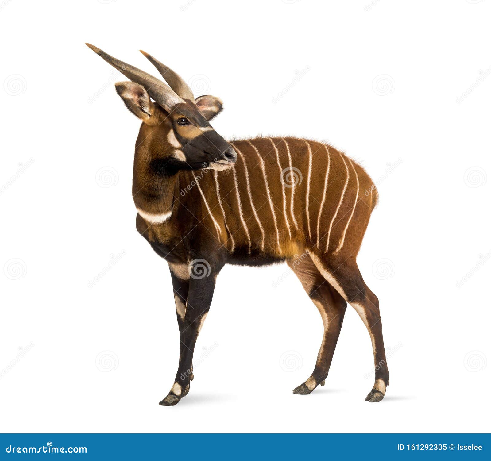 Bongo, Antelope, Tragelaphus Eurycerus Standing, Isolated Stock Image - Image of full, animal: 161292305 Bongo, Antelope, Tragelaphus Eurycerus Standing, Isolated Stock Image - Image of full, animal: 161292305