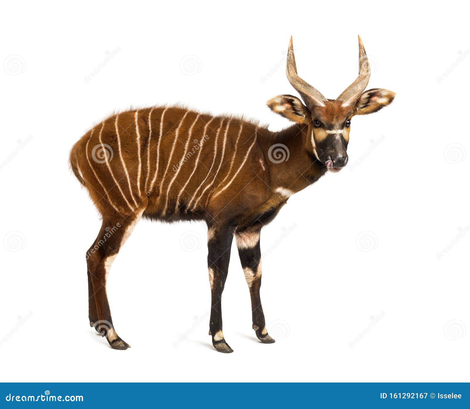 Bongo, Antelope, Tragelaphus Eurycerus Standing Stock Image Image of