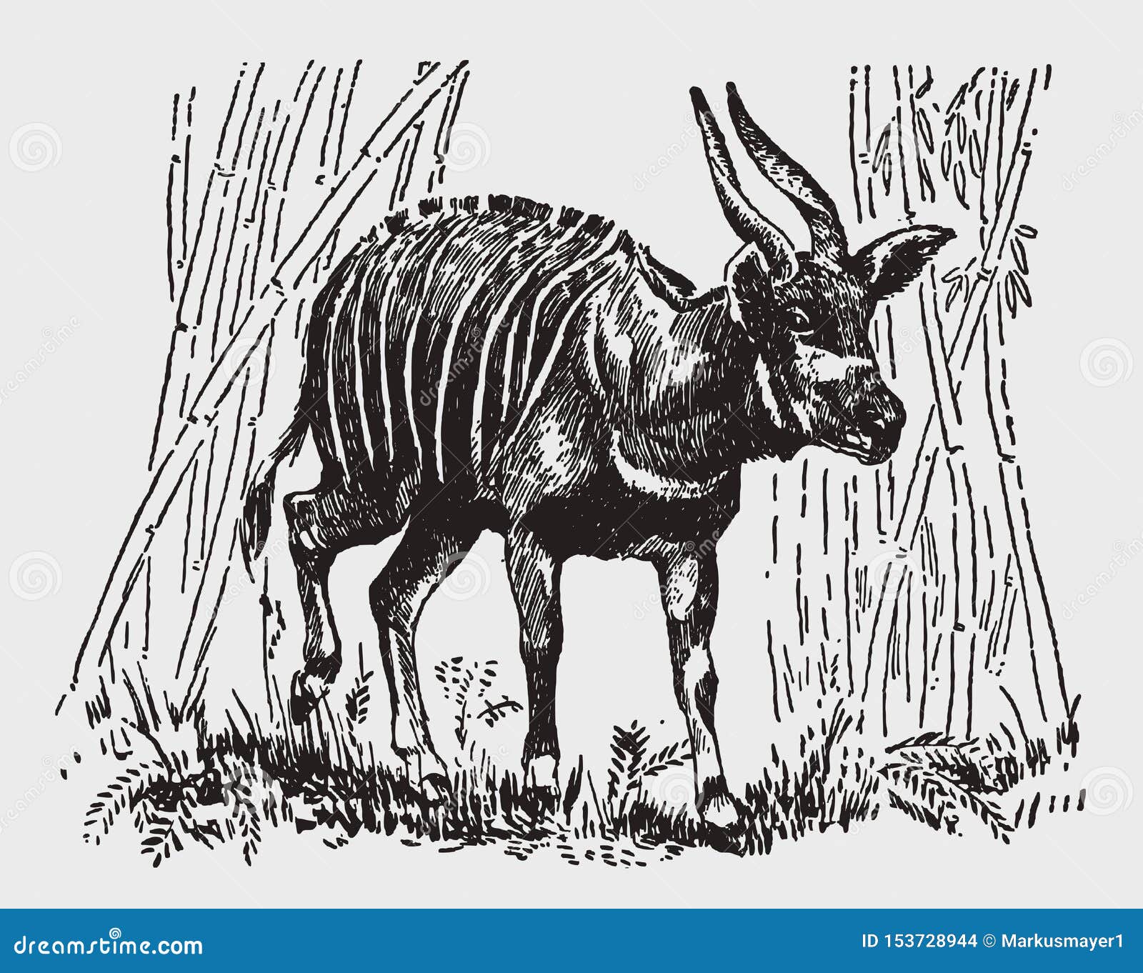 Bongo Animal Stock Illustrations 32 Bongo Animal Stock Illustrations