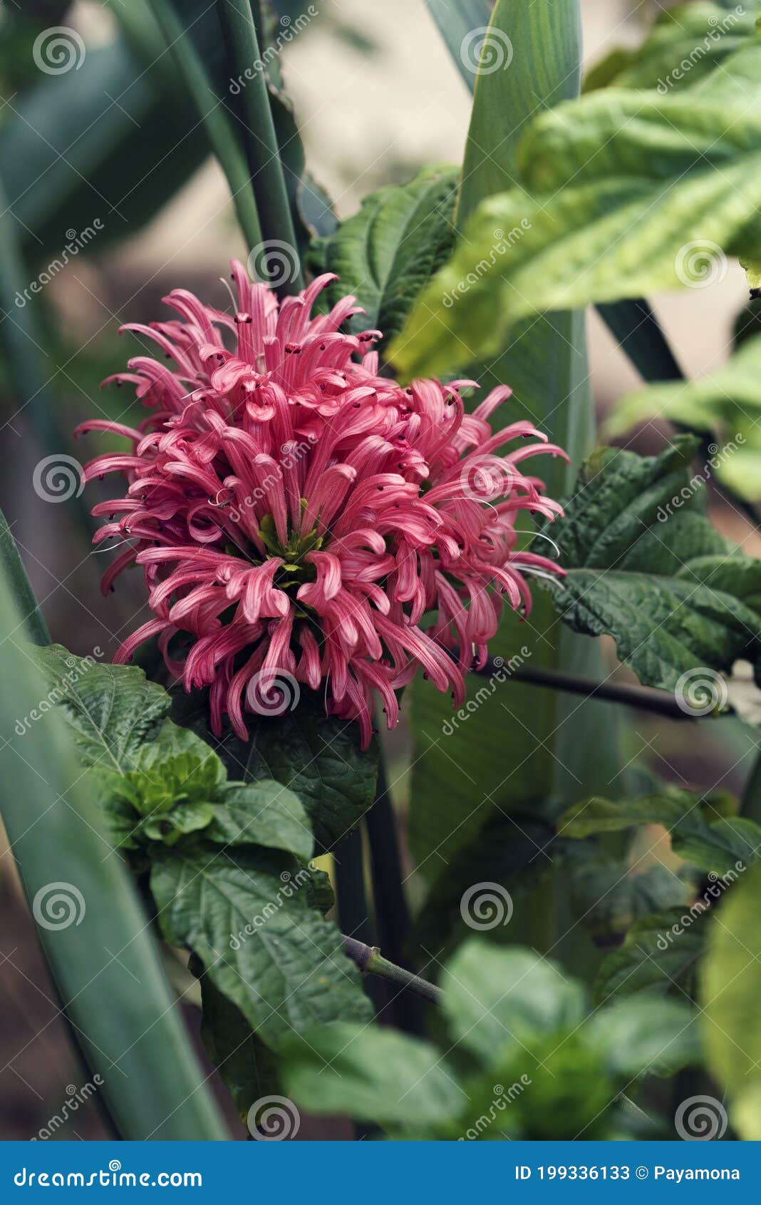 Bonita Justicia Carnea Com Flores Vermelhas No Jardim No Ensolarado Dia De  Verão Imagem de Stock - Imagem de flores, jardim: 199336133