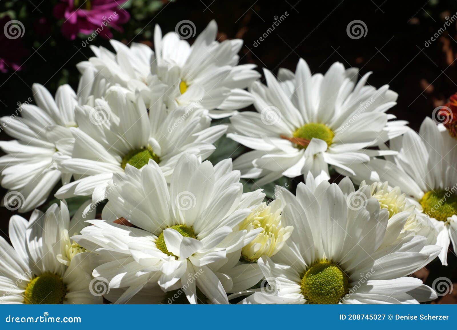 Bonito En Las Flores De Gerbera Blanca Imagen de archivo - Imagen de  margaritas, flor: 208745027