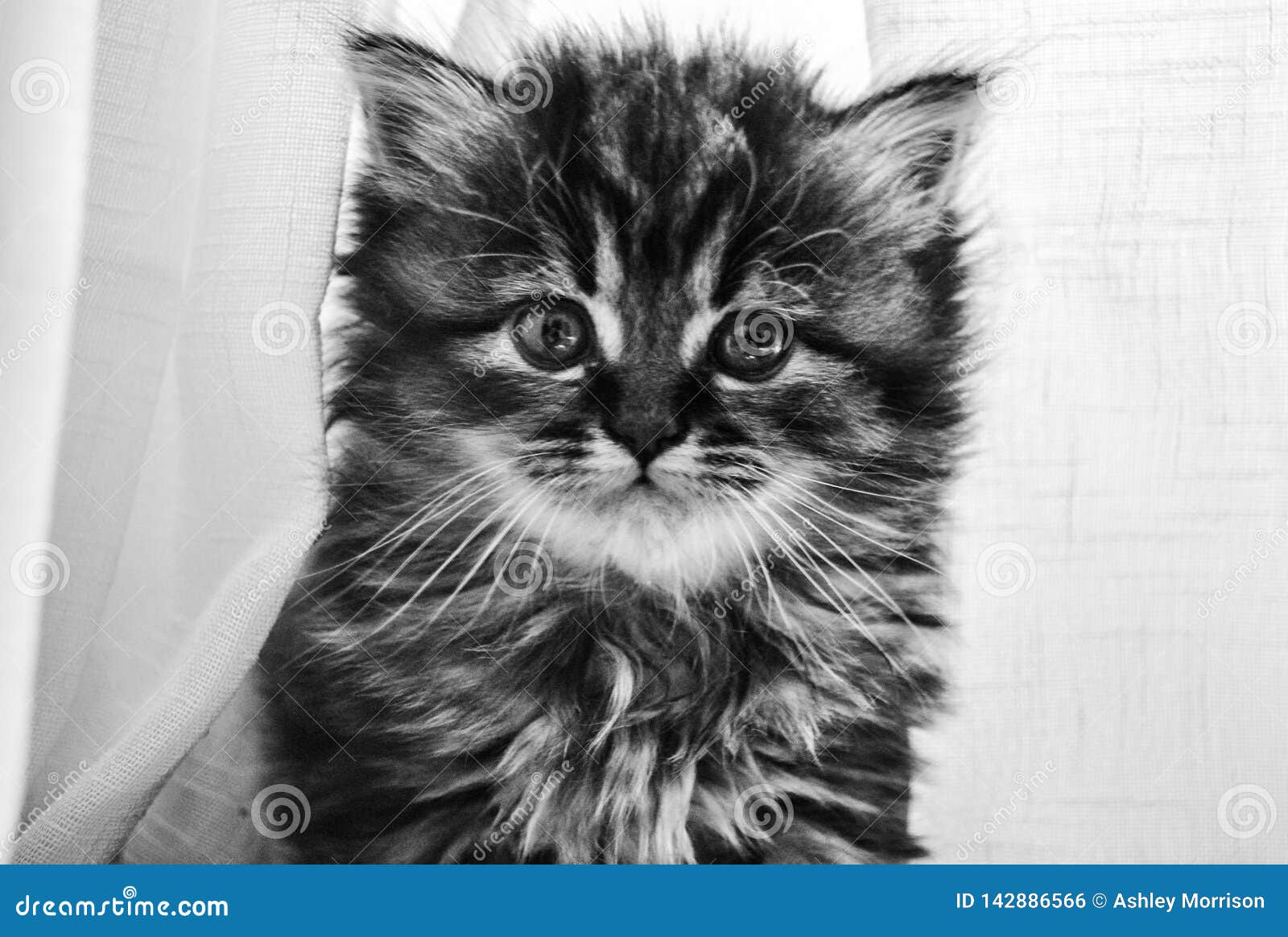 Bonjour Dit Le Minou Photo Stock Image Du Sauter Rideaux Bonjour Dit Le Minou Photo Stock Image Du Sauter Rideaux