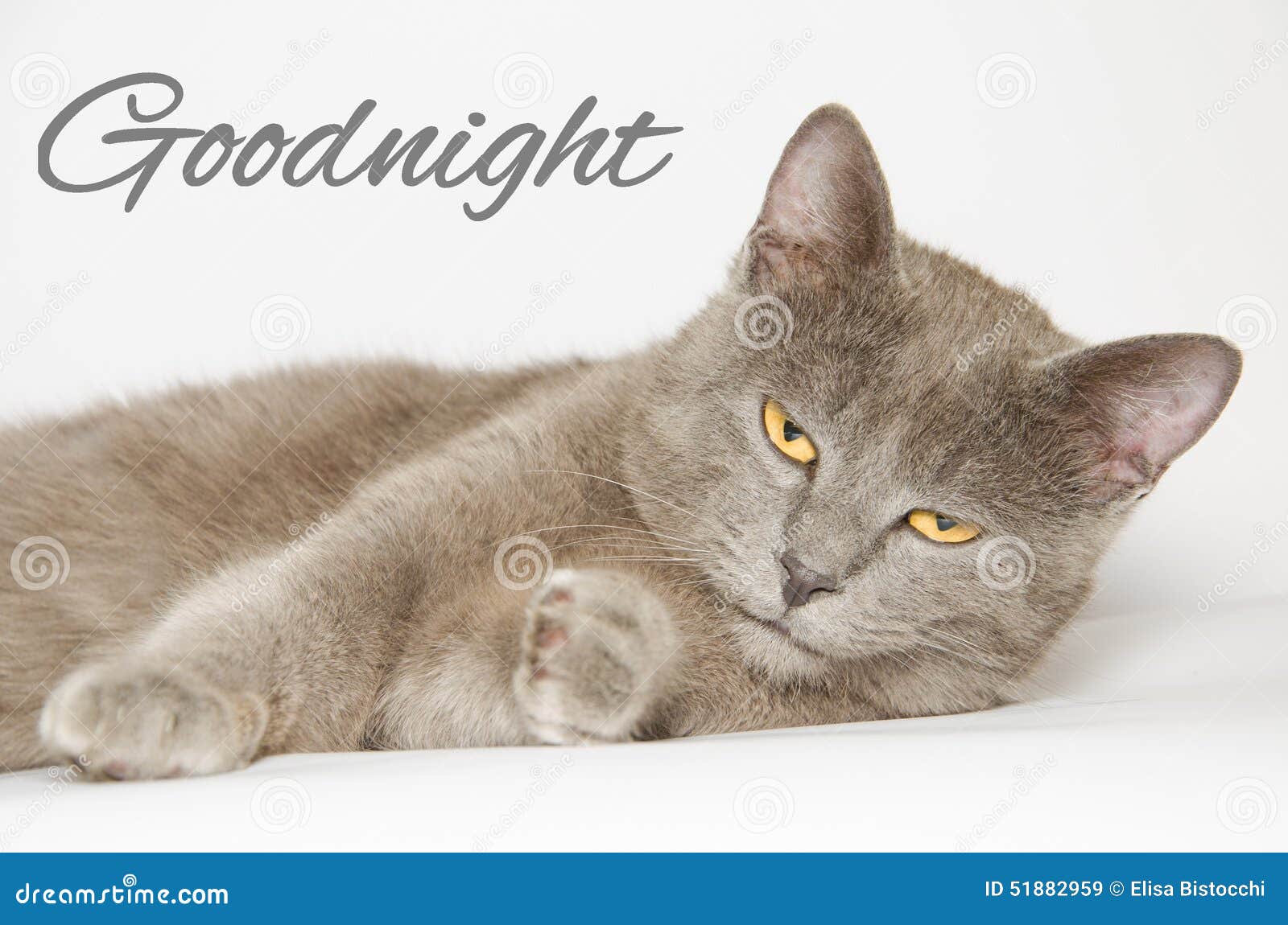 Bonne Nuit Carte Avec Le Chat Image Stock Image Du Soiree Animal 5159
