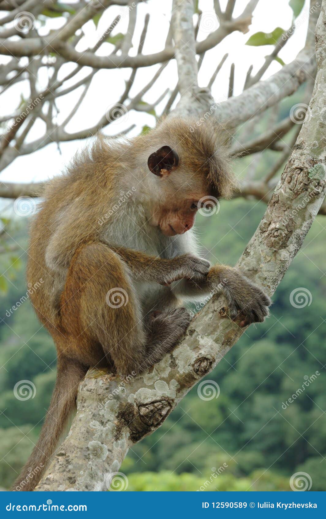 bonnet macaque (macaca radiata) in tropical forest