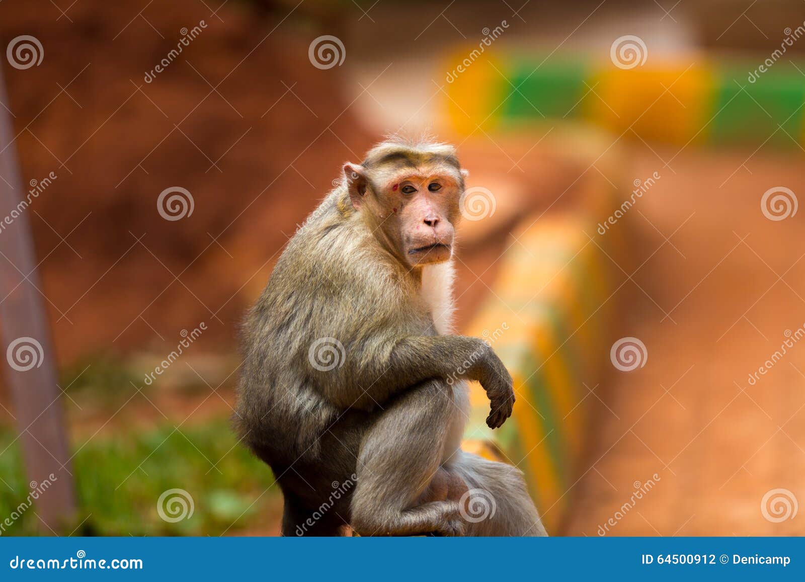 bonnet macaque mischieviously watching.