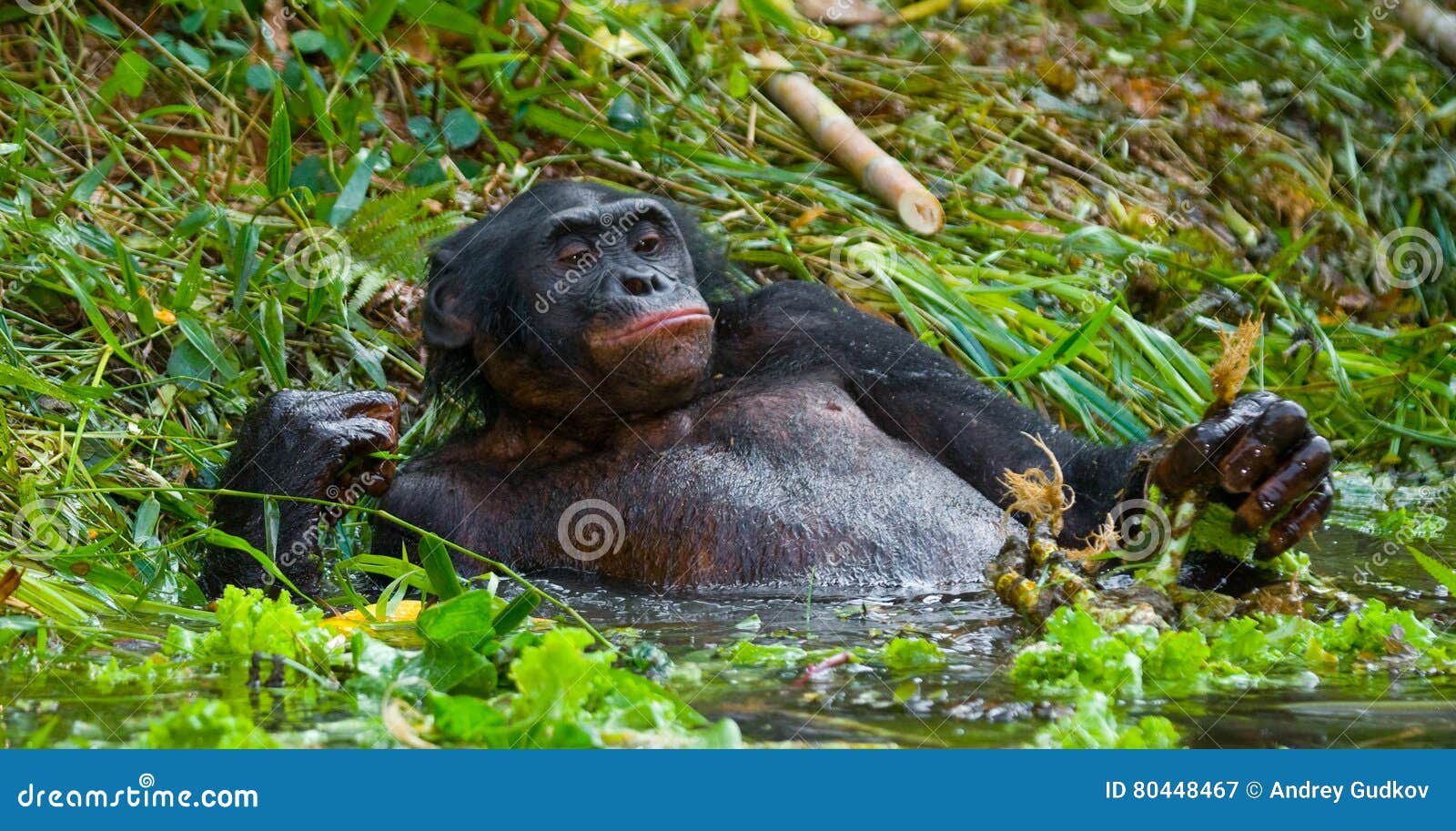 bonobo lying in the water. democratic republic of congo. lola ya bonobo national park.