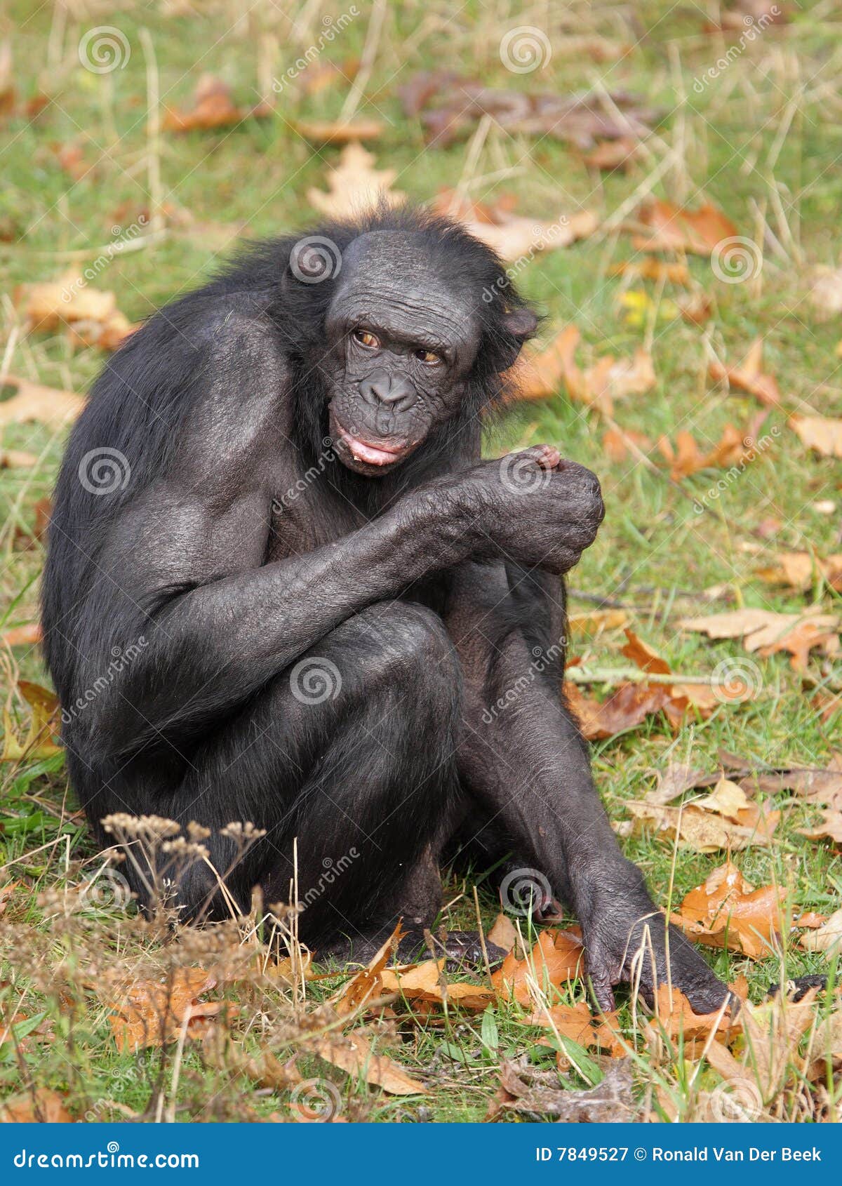 bonobo male