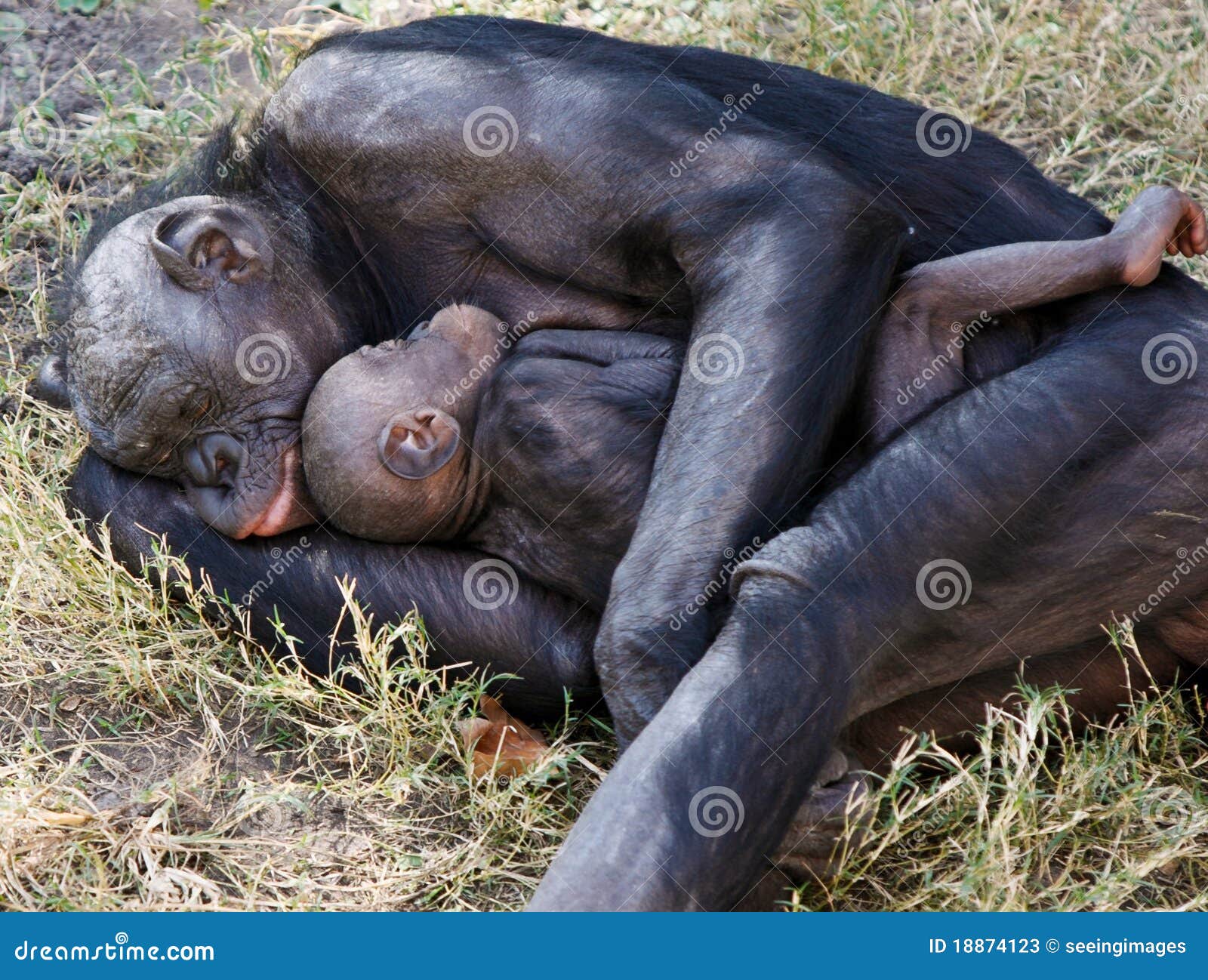 bonobo mother and child sleeping in grass