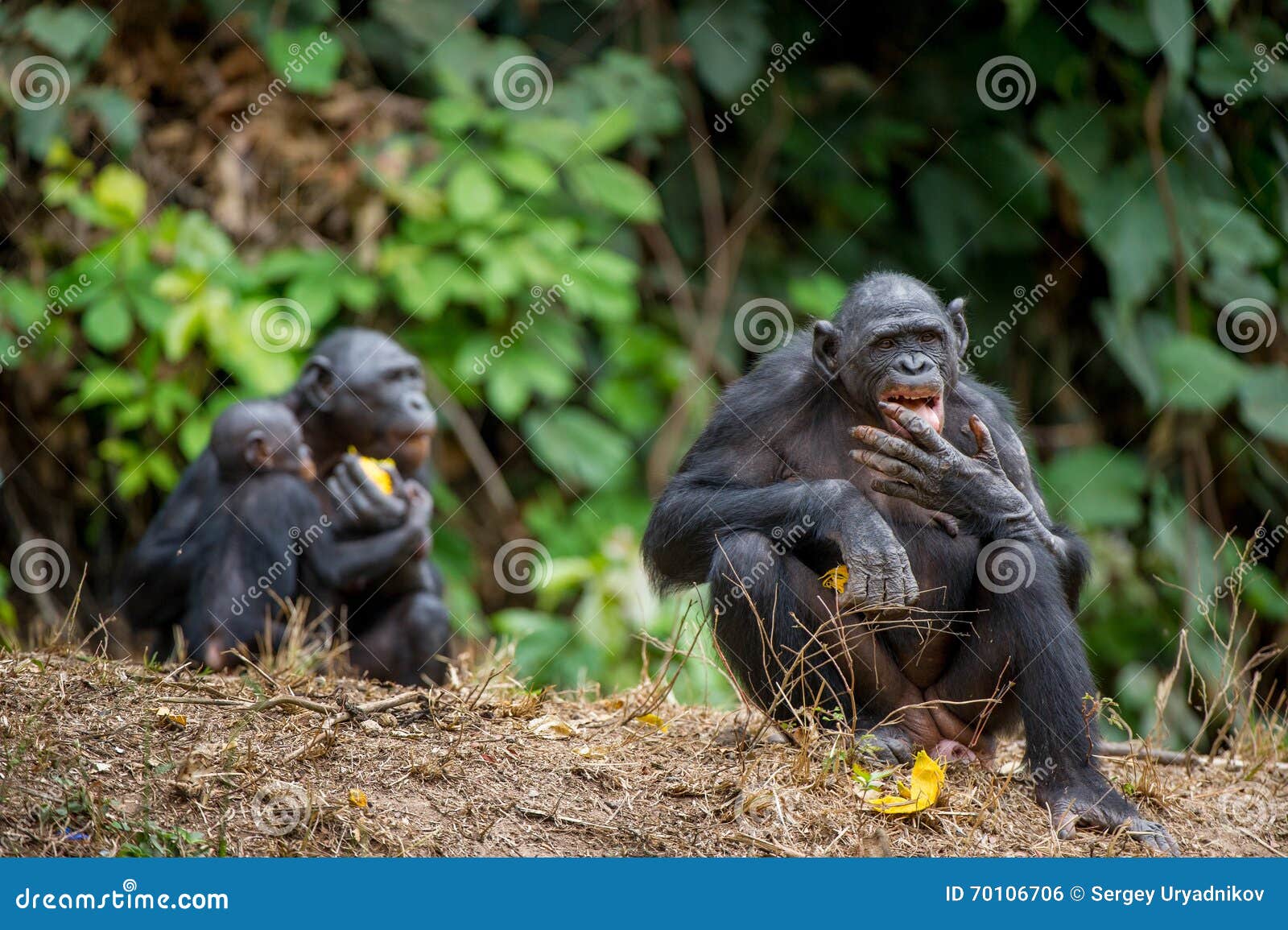 the bonobo ( pan paniscus), formerly called the pygmy chimpanzee