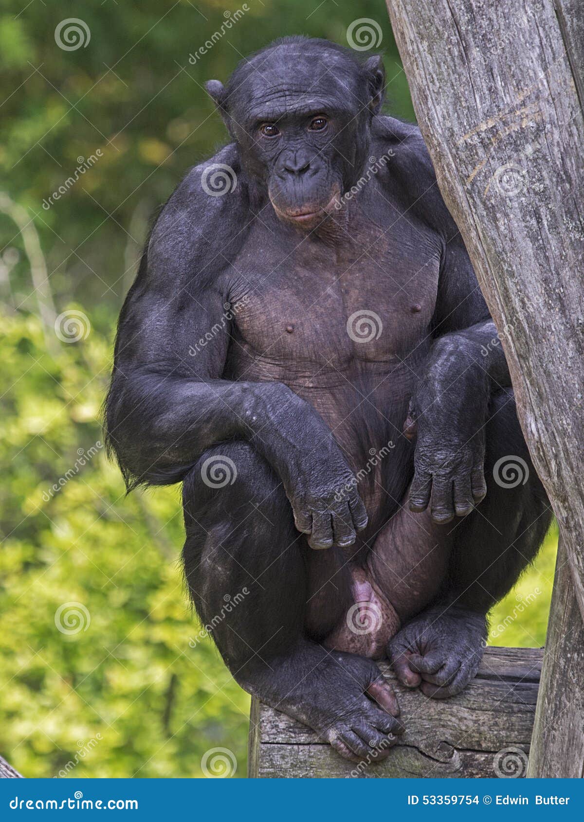 Banobo Bonobo: Fragments
