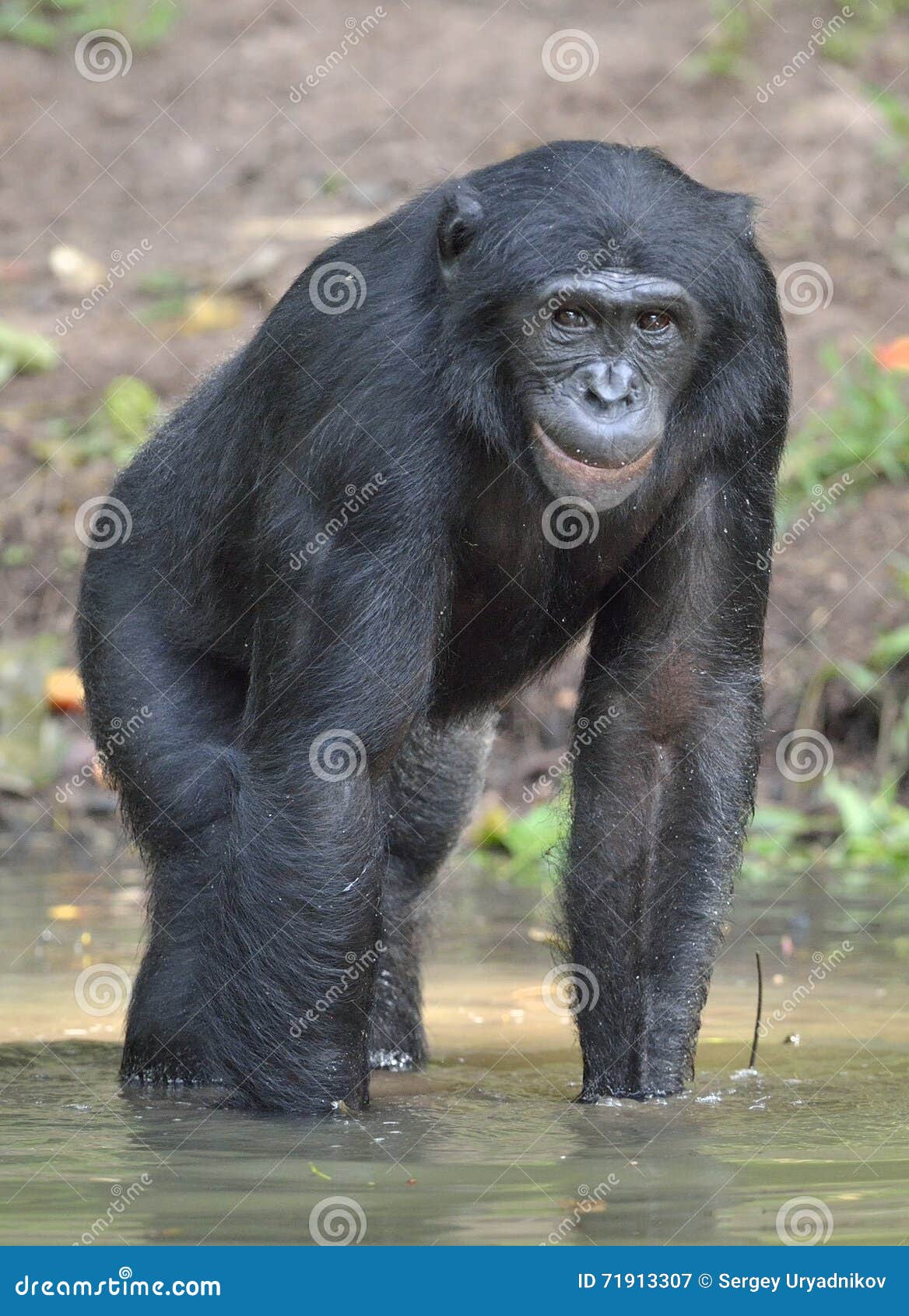 bonobo standing in water looks for the fruit which fell in water. bonobo ( pan paniscus ).