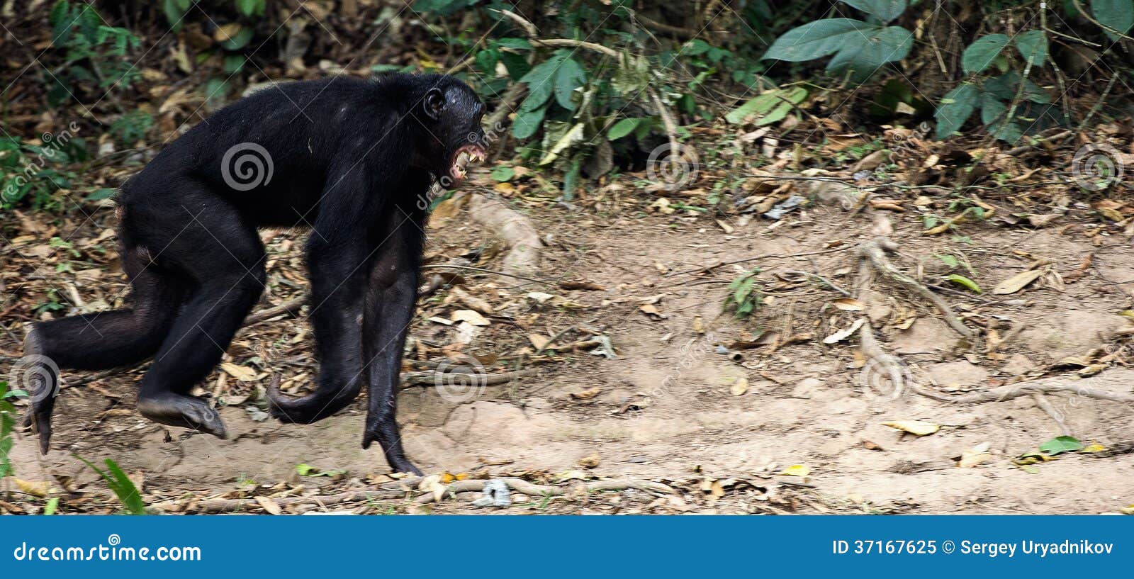 Bonobo on a tree branch. stock image. Image of bonobos 37167625