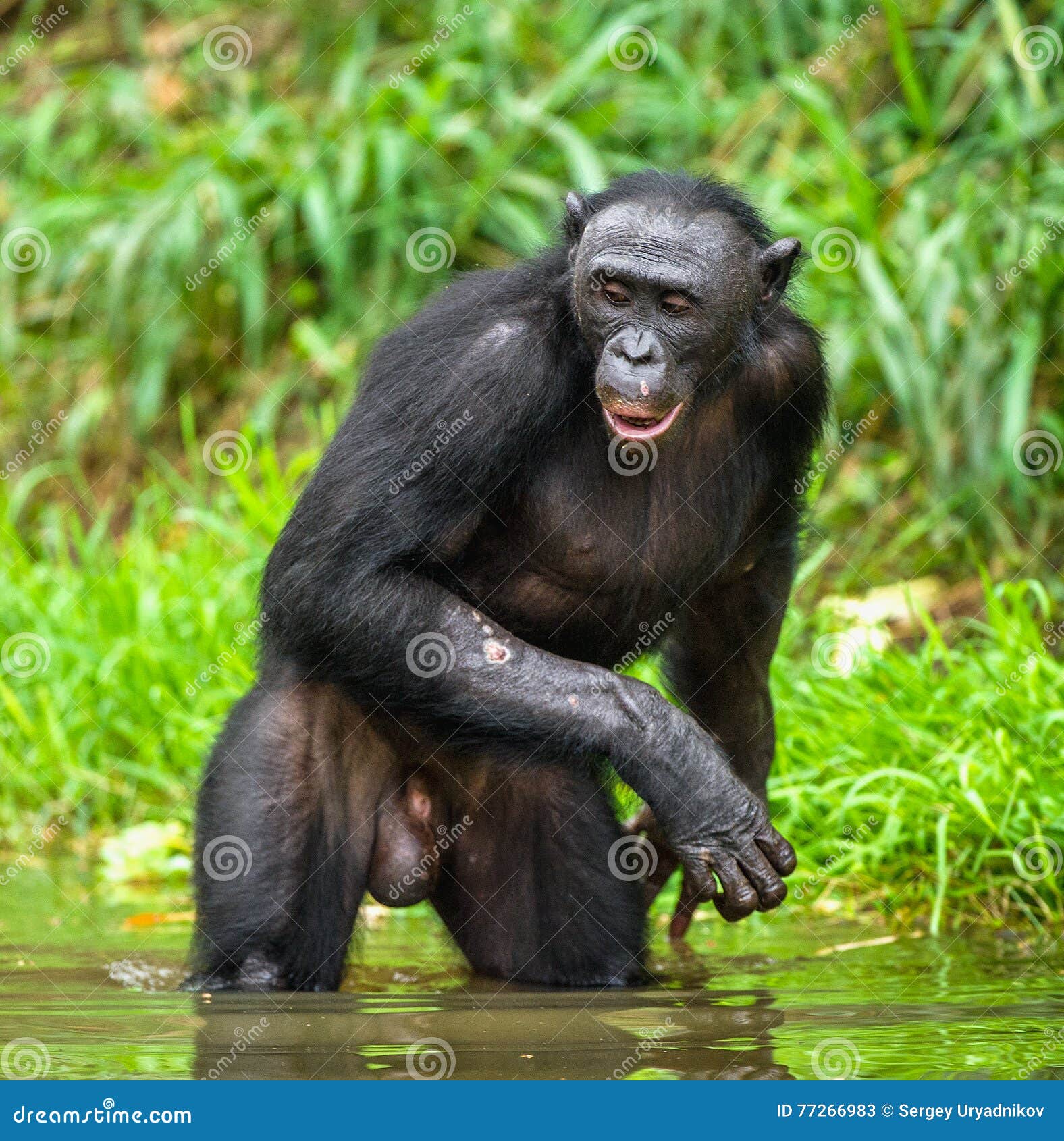 bonobo in the water