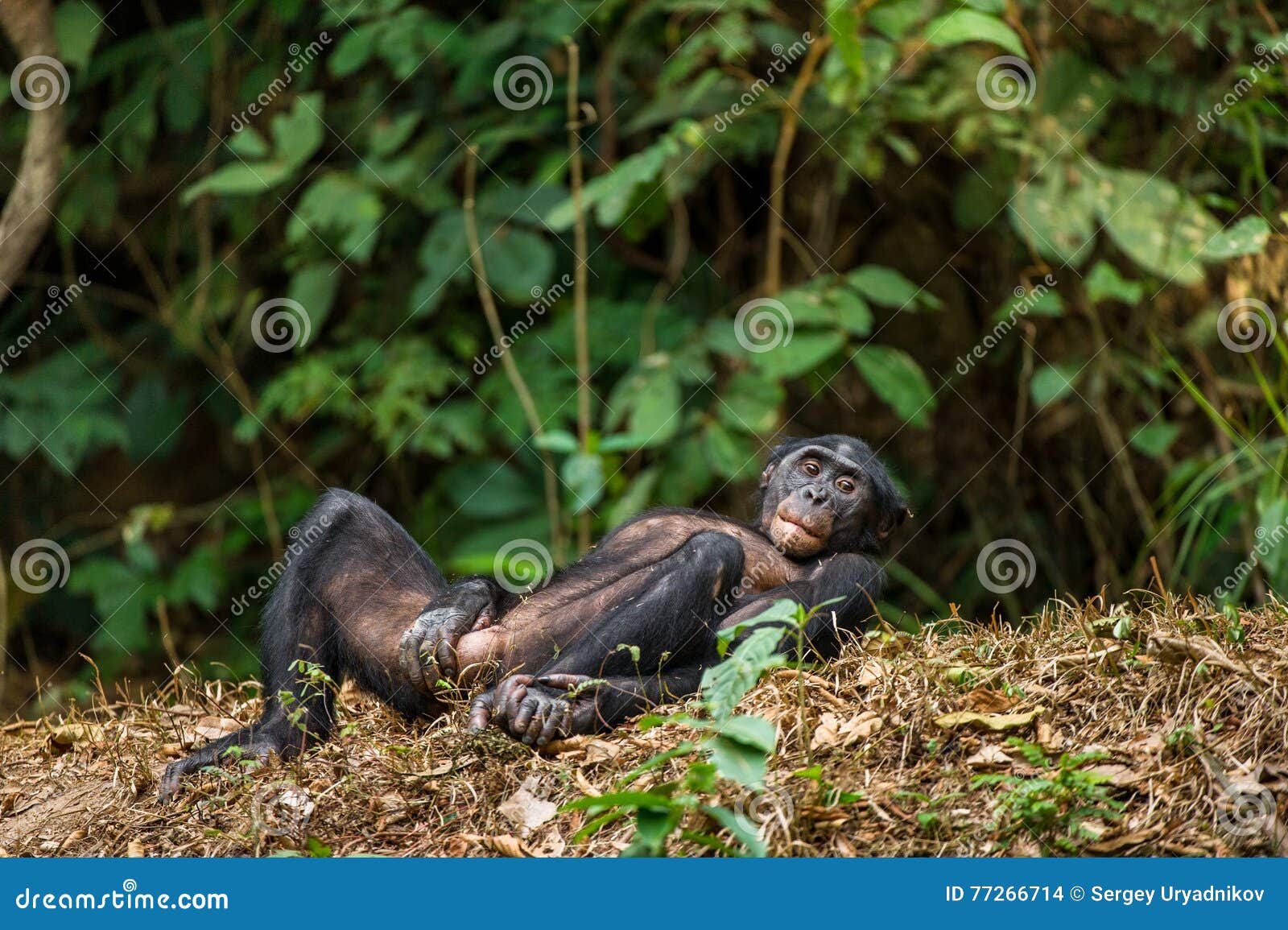 the bonobo ( pan paniscus)