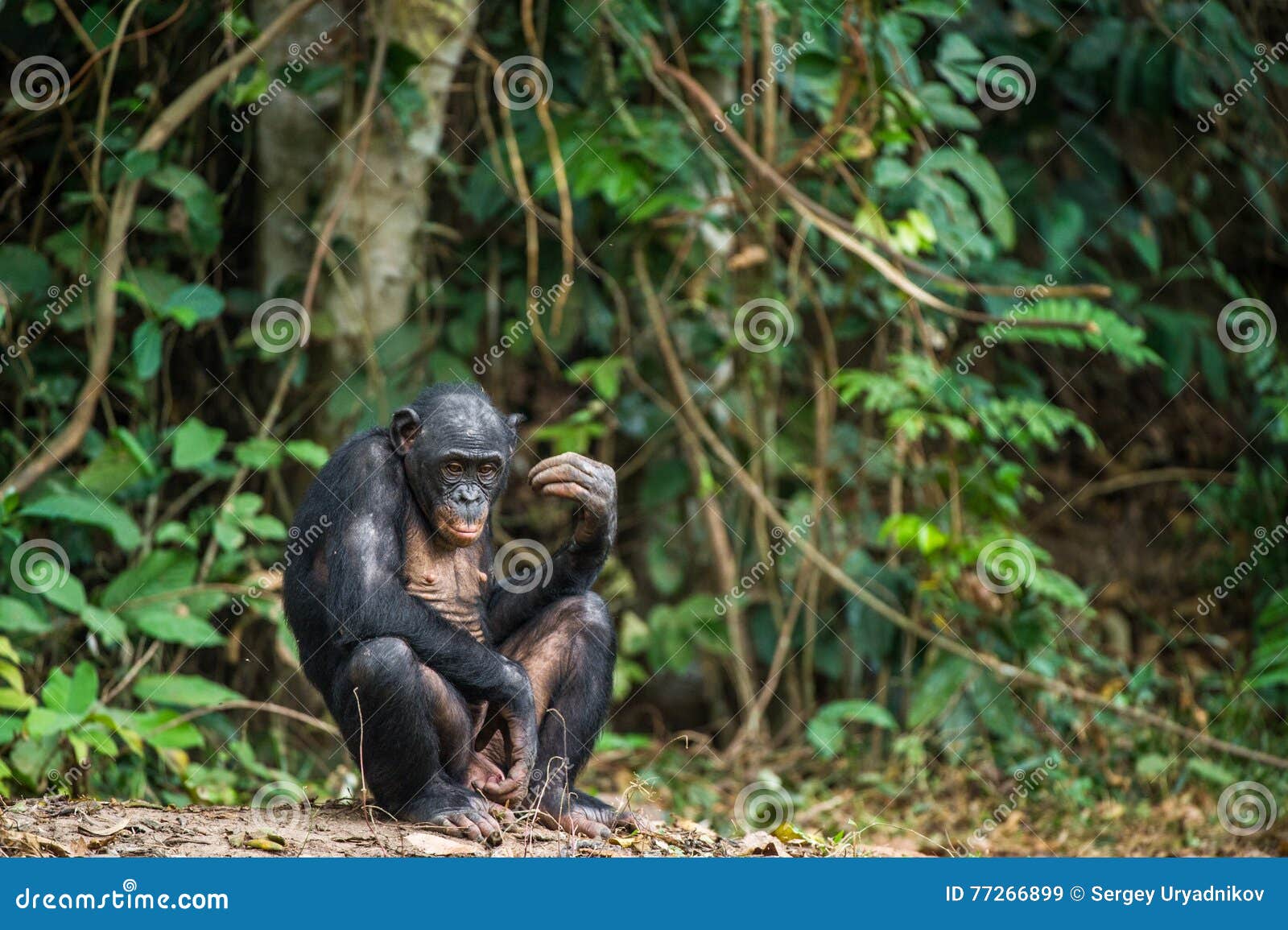 the bonobo ( pan paniscus)