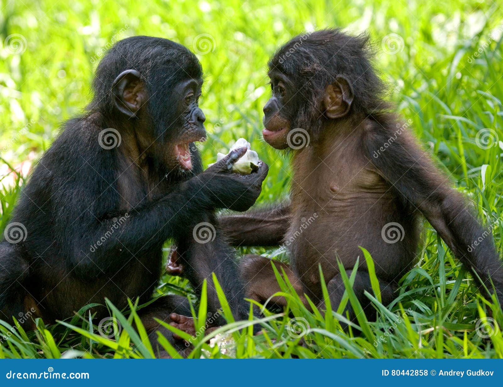 bonobos eating bamboo. democratic republic of congo. lola ya bonobo national park.