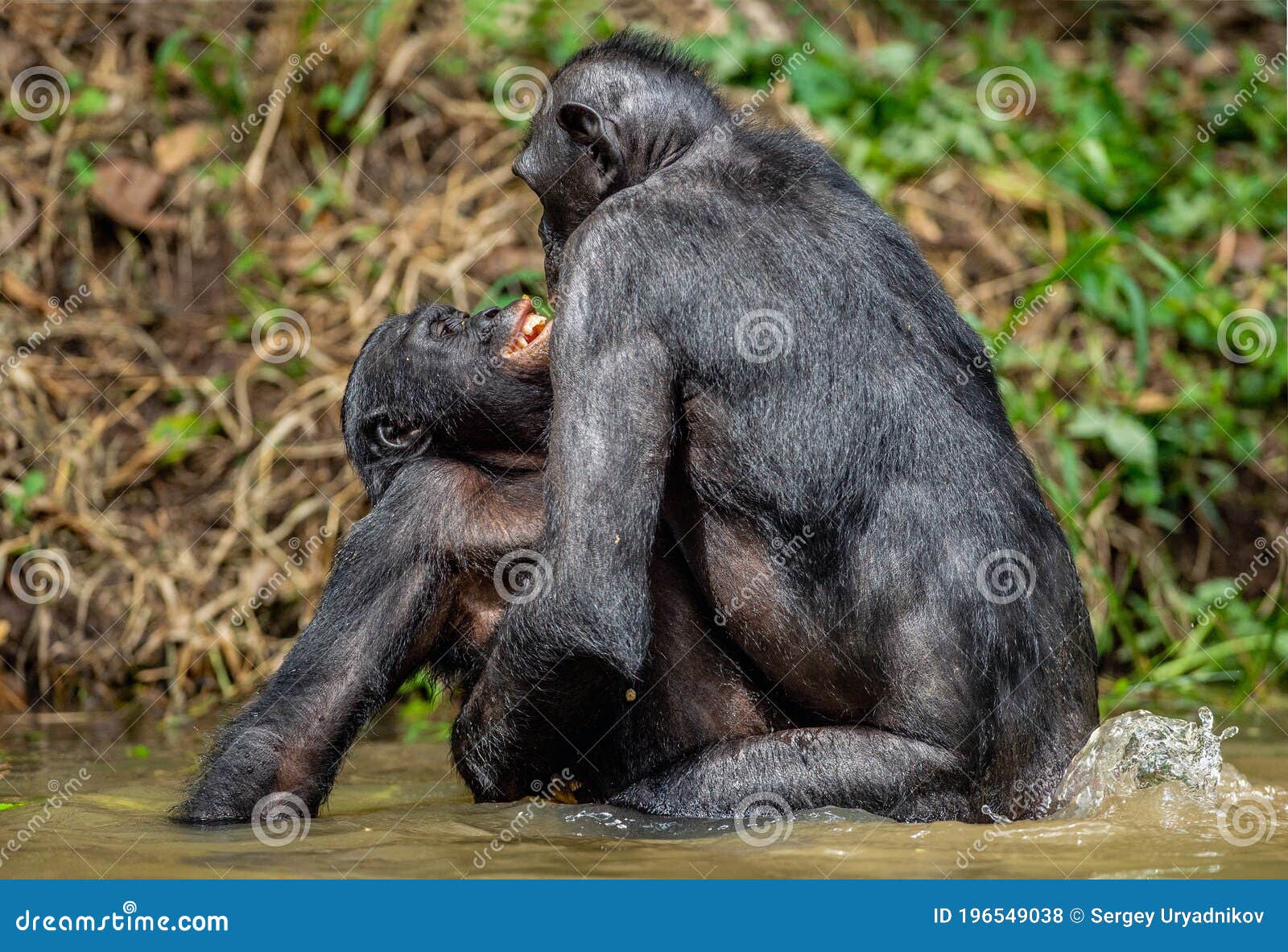 Chimpanzee And Woman Sex