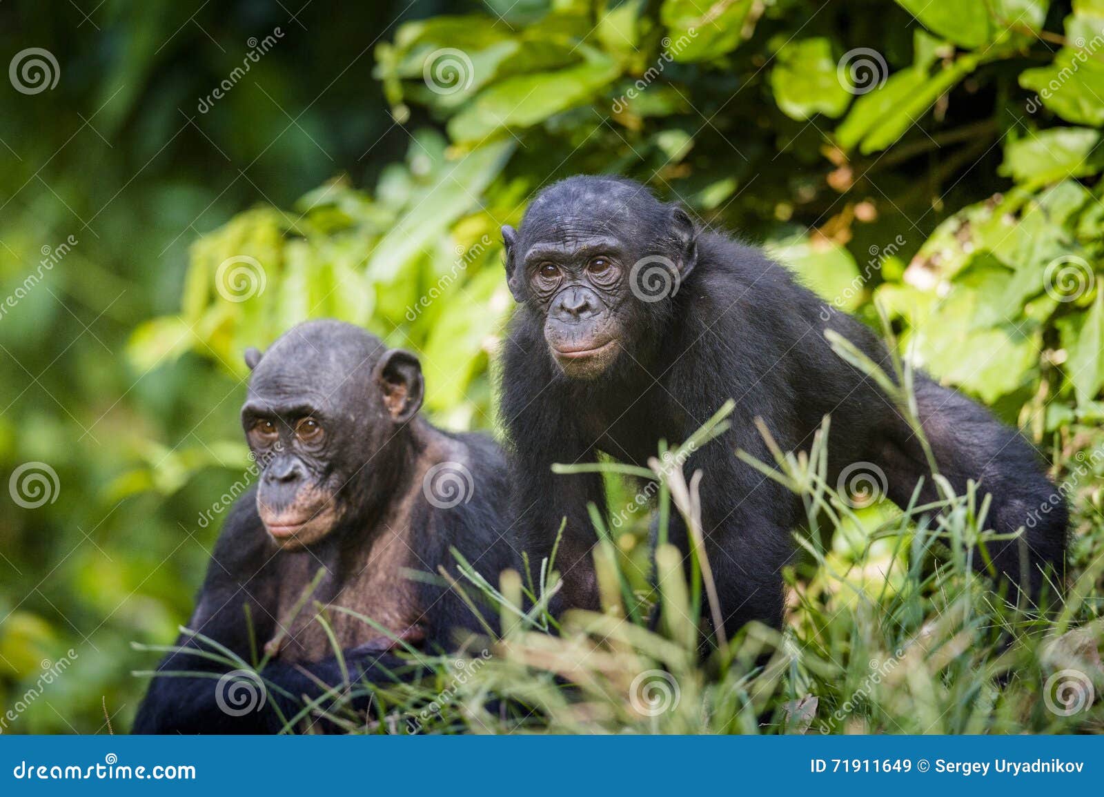 bonobos in natural habitat. green natural background. the bonobo ( pan paniscus)
