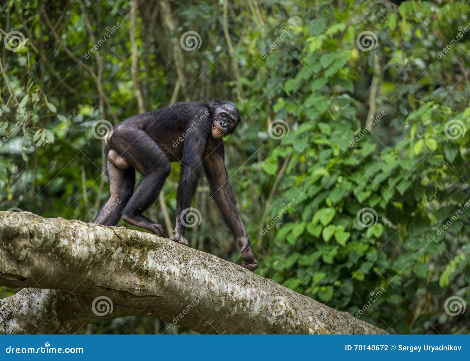 bonobos (pan paniscus) on a tree branch. green natural jungle background.