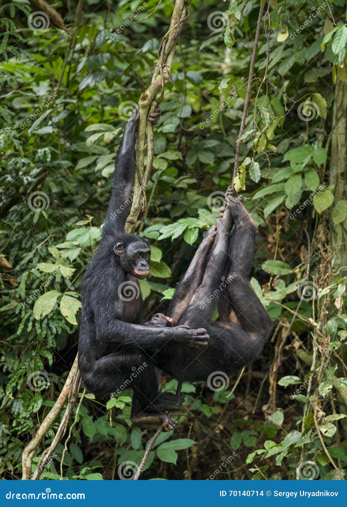 bonobos (pan paniscus) on a tree branch. green natural jungle background.