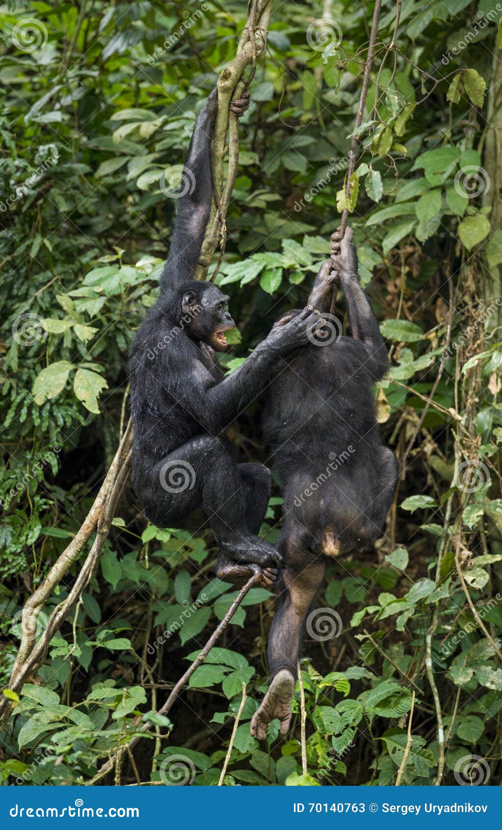 bonobos (pan paniscus) on a tree branch. green natural jungle background.