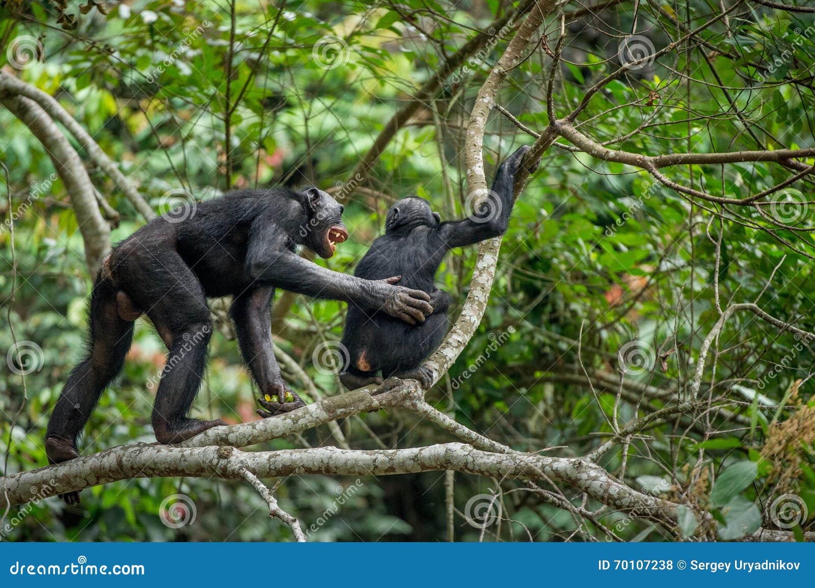 bonobos (pan paniscus) on a tree branch in the jungle.