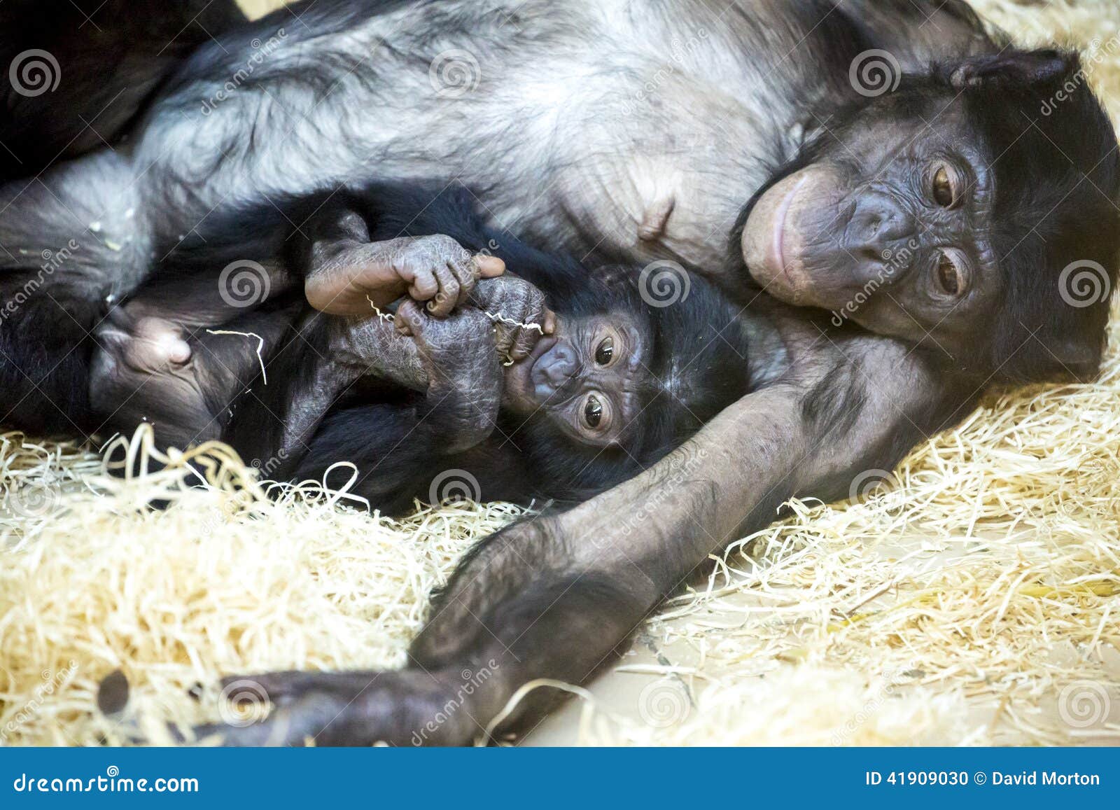 Bonobos Share 98 7 Of Their Genetic Code With Hum Stock Photo Image Of Straw Eyes