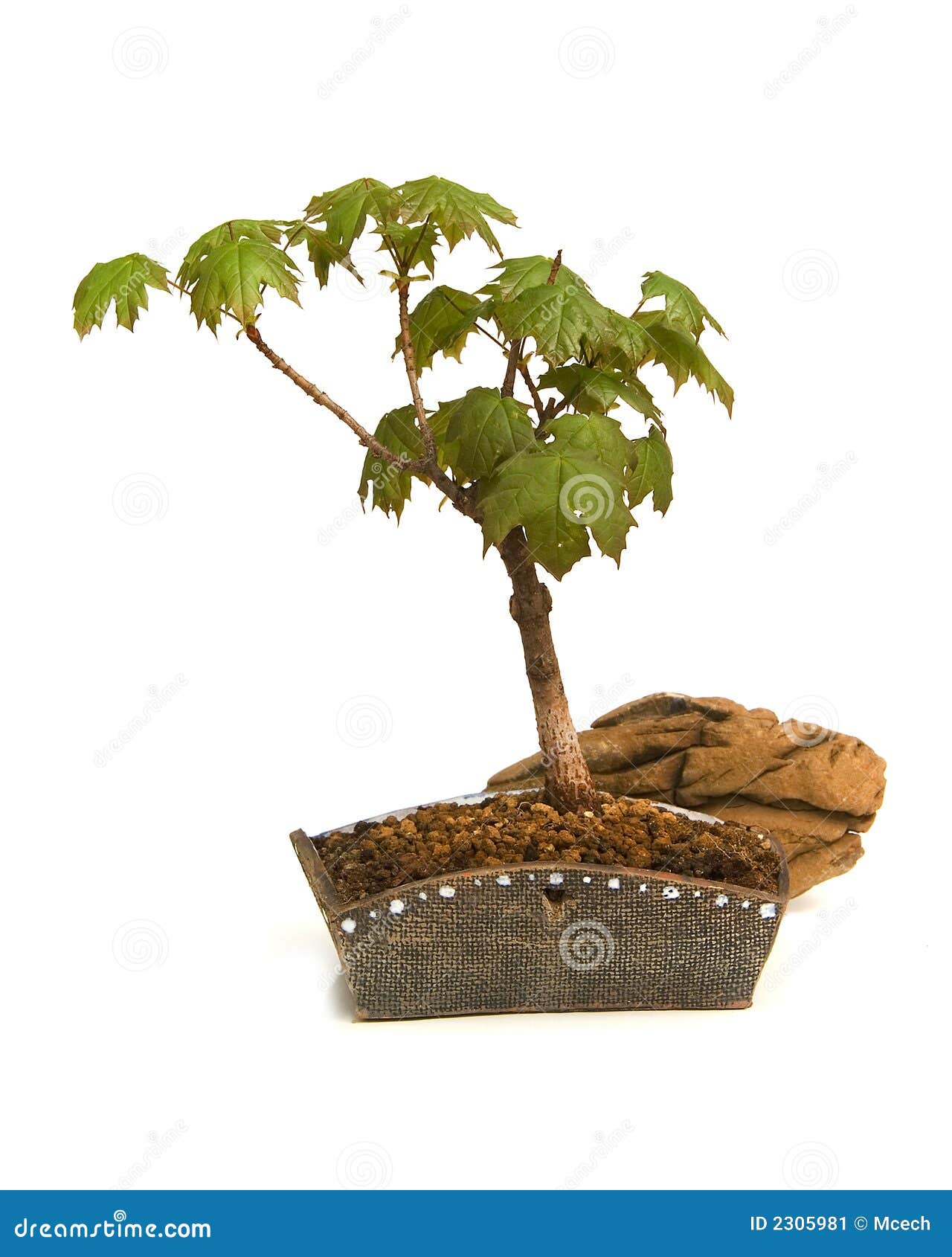 Indoor Japanese Maple Bonsai Stock Photos Free & RoyaltyFree Stock