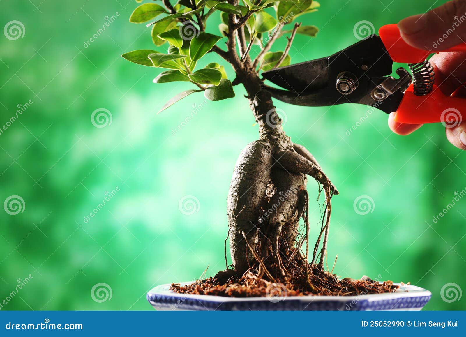 Close up of the bonsai with background