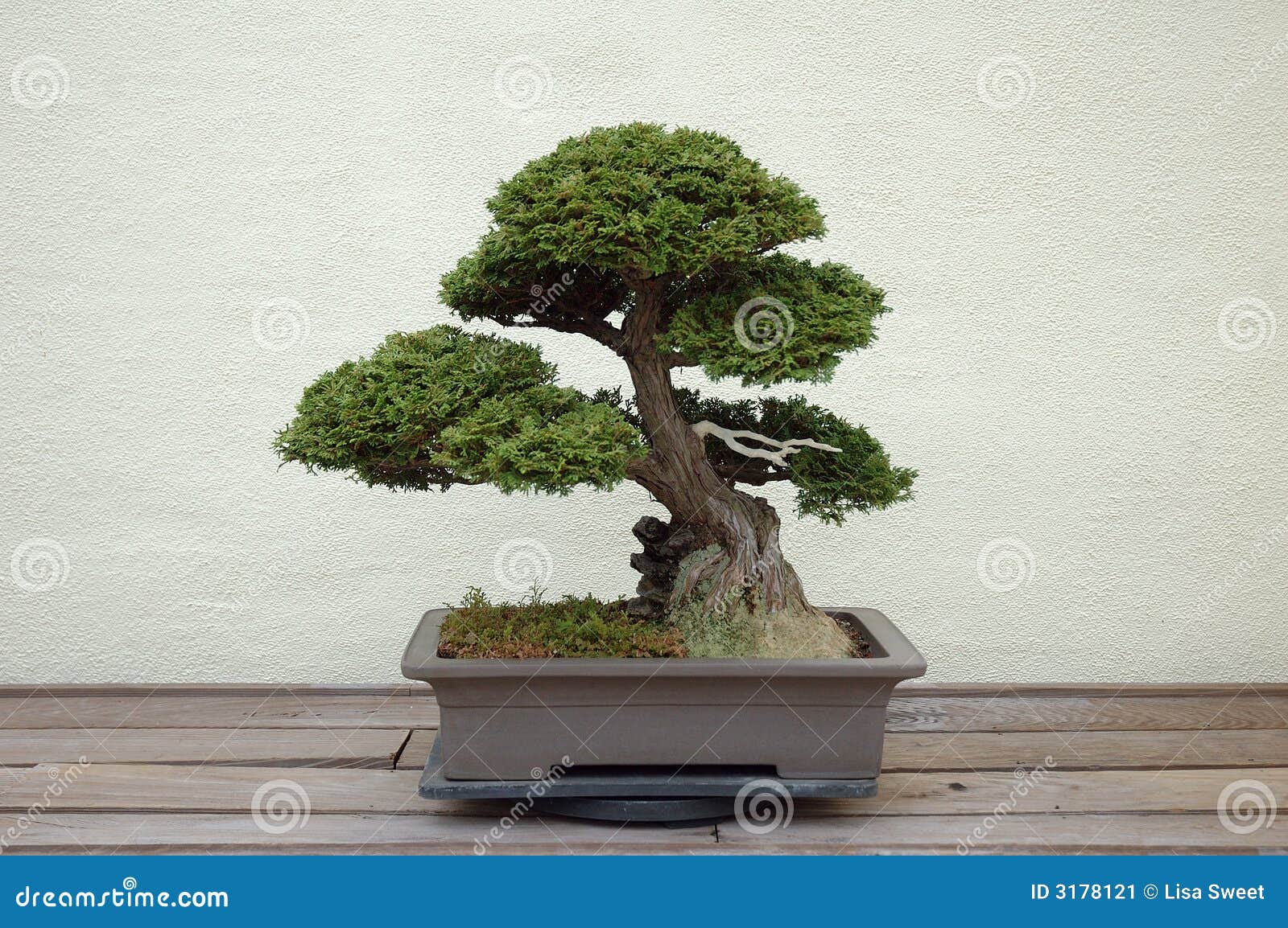 Bonsai stock image. Image of japanese, hobby, small, pruning 3178121