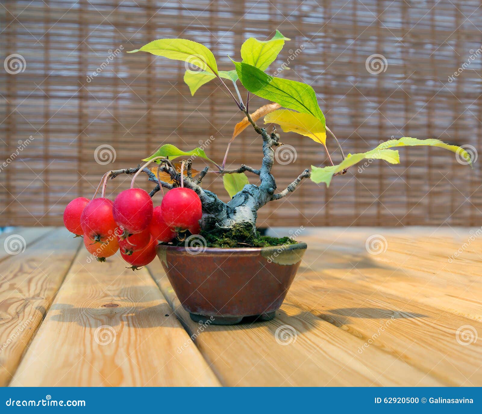 Bonsai. Apple Tree. the Age of 12. Stock Photo Image of hobby, apples