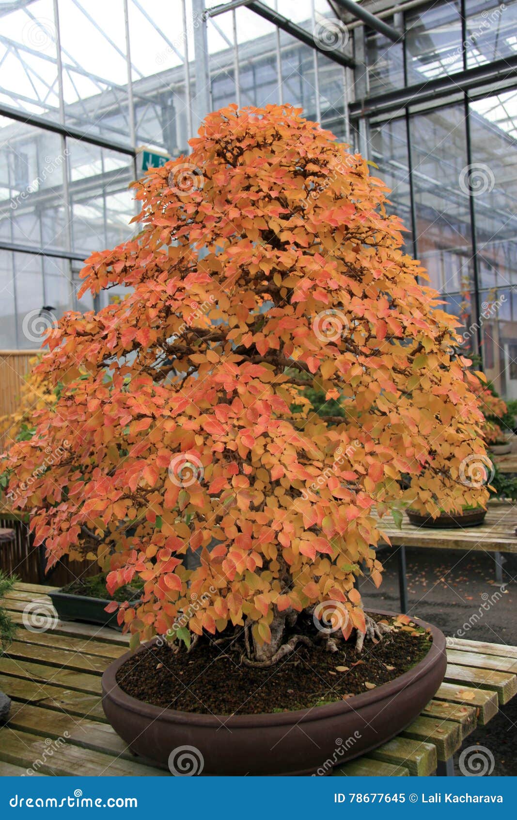 Bonsai arancio immagine stock. Immagine di bonsai, filiale - 78677645