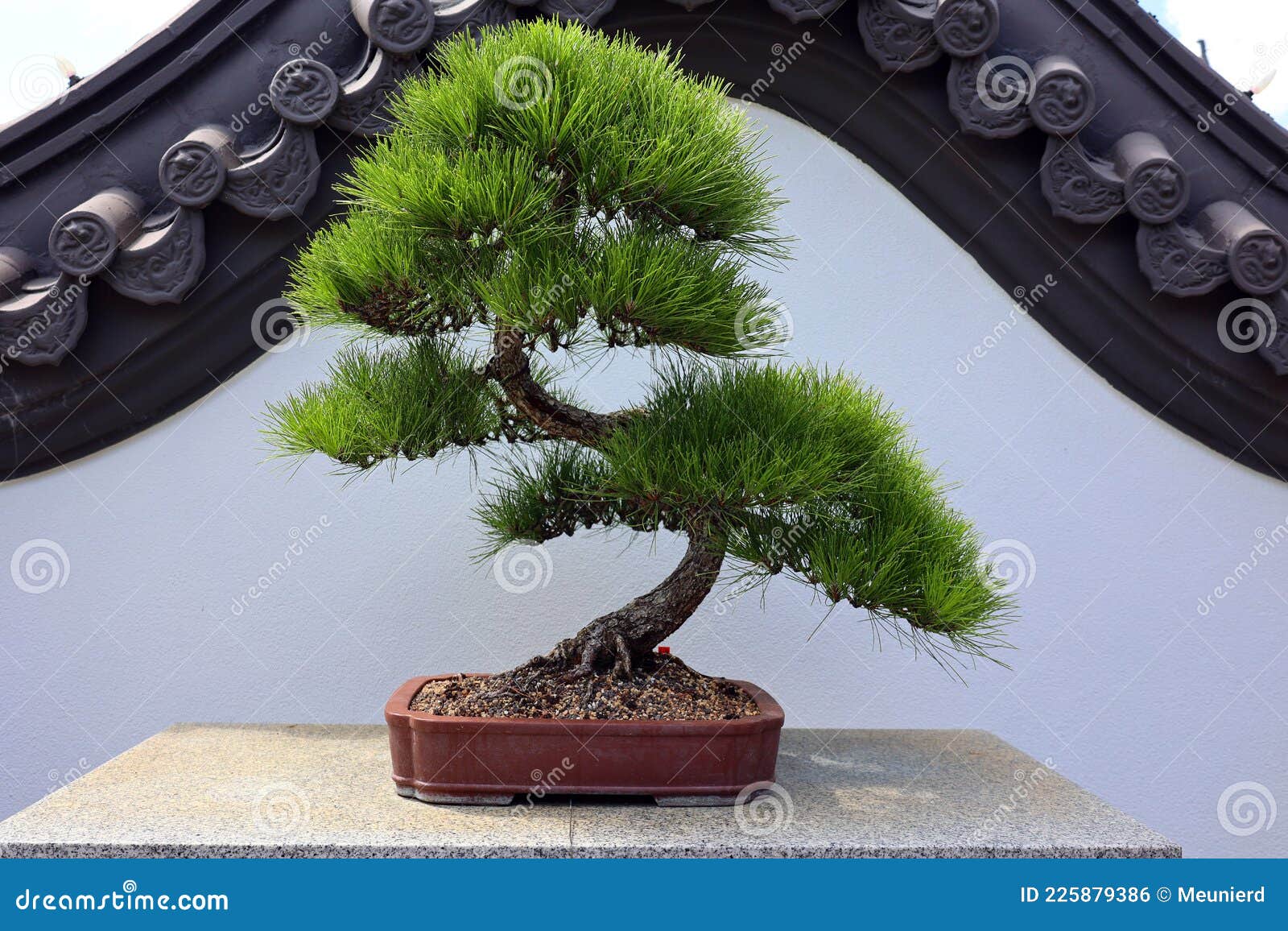 - Bonsai Beauty: A Timeless Art Form
