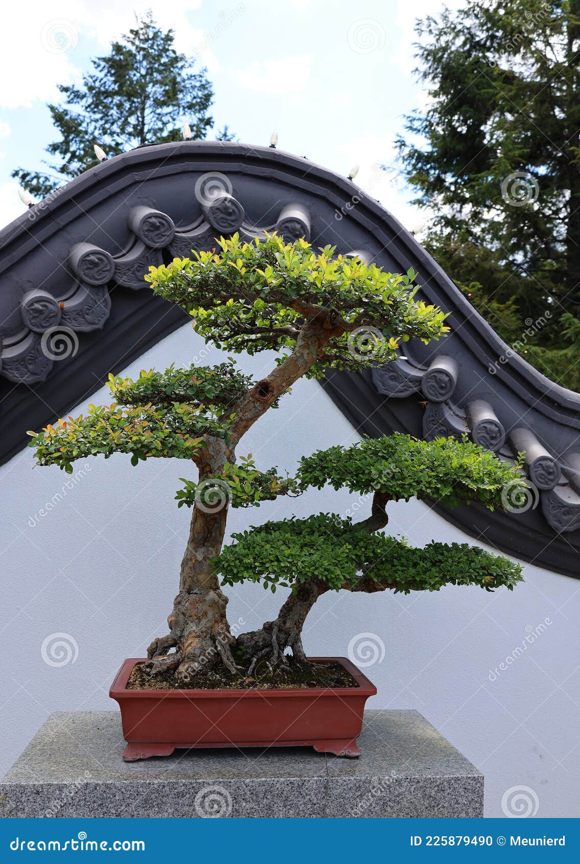 Bonsai. it is an Asian Art Form Using Cultivation Techniques To Produce