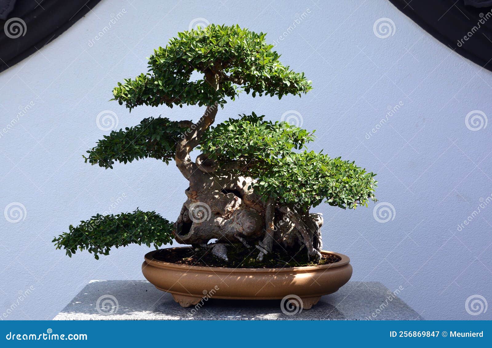 Bonsai. it is an Asian Art Form Using Cultivation Techniques To Produce