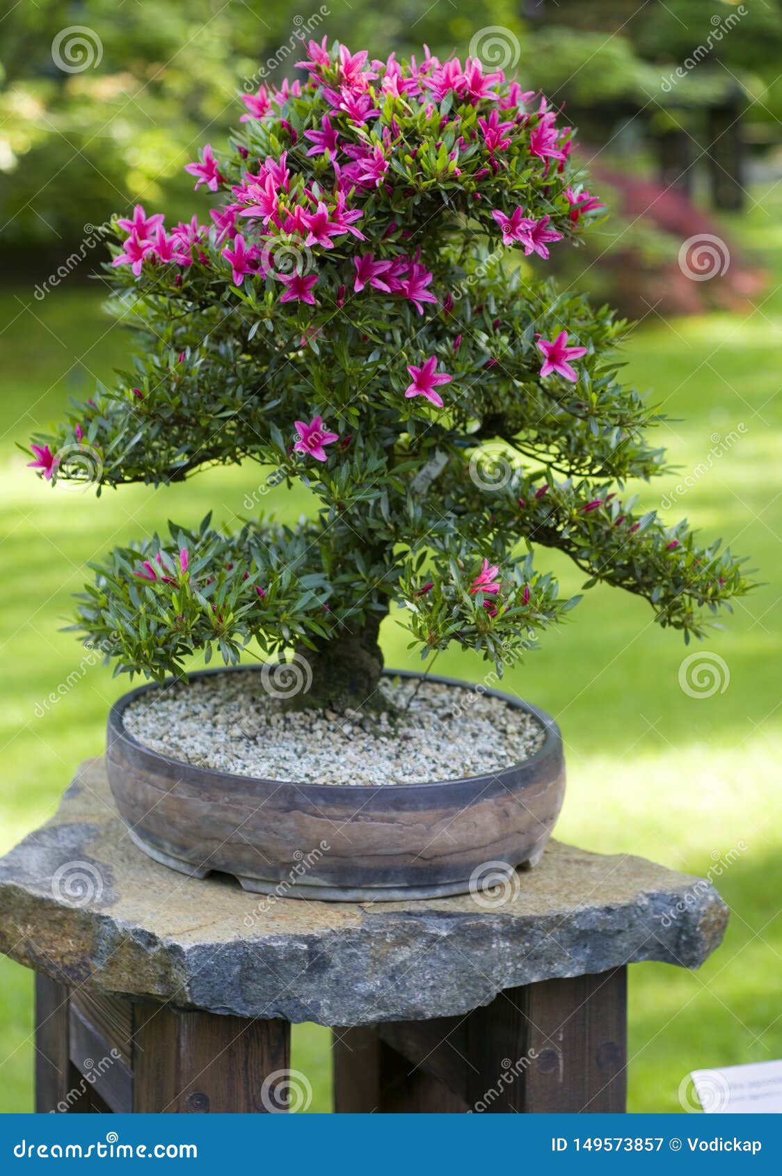 Bonsai from Azalea Japonica Satsuki Tree Stock Image - Image of japonica,  exhibition: 149573857