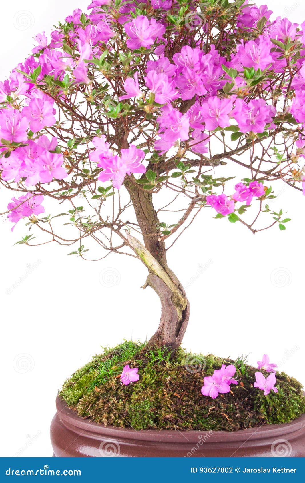Bonsai Azalea japonica stock photo. Image of background 93627802