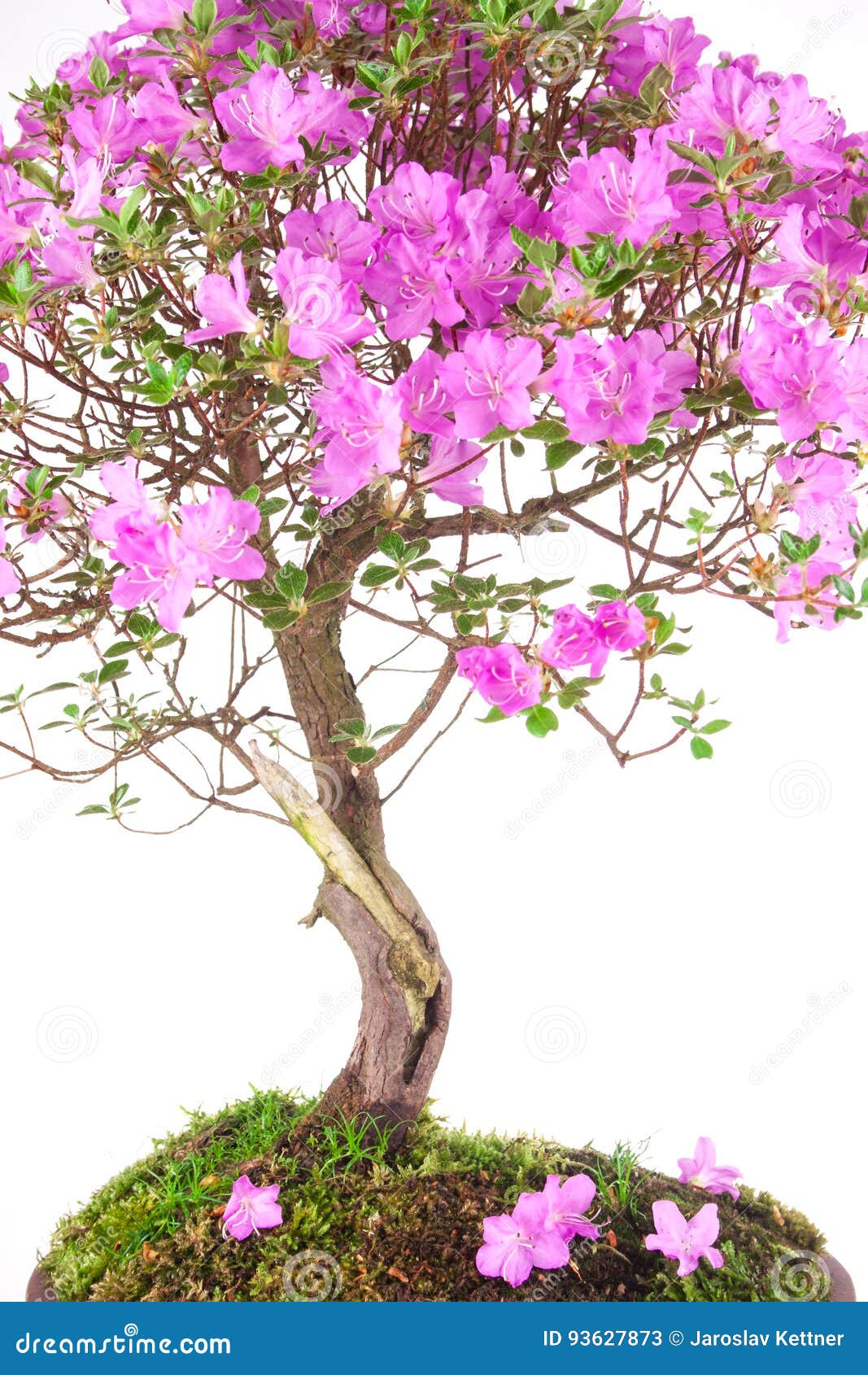 Bonsai Azalea japonica stock image. Image of chinese 93627873