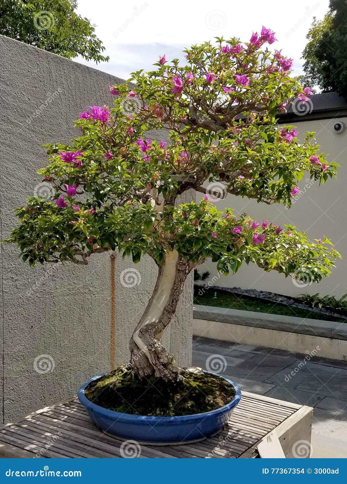 Bonsai Azalea tree stock photo. Image of chinese, gardening - 77367354