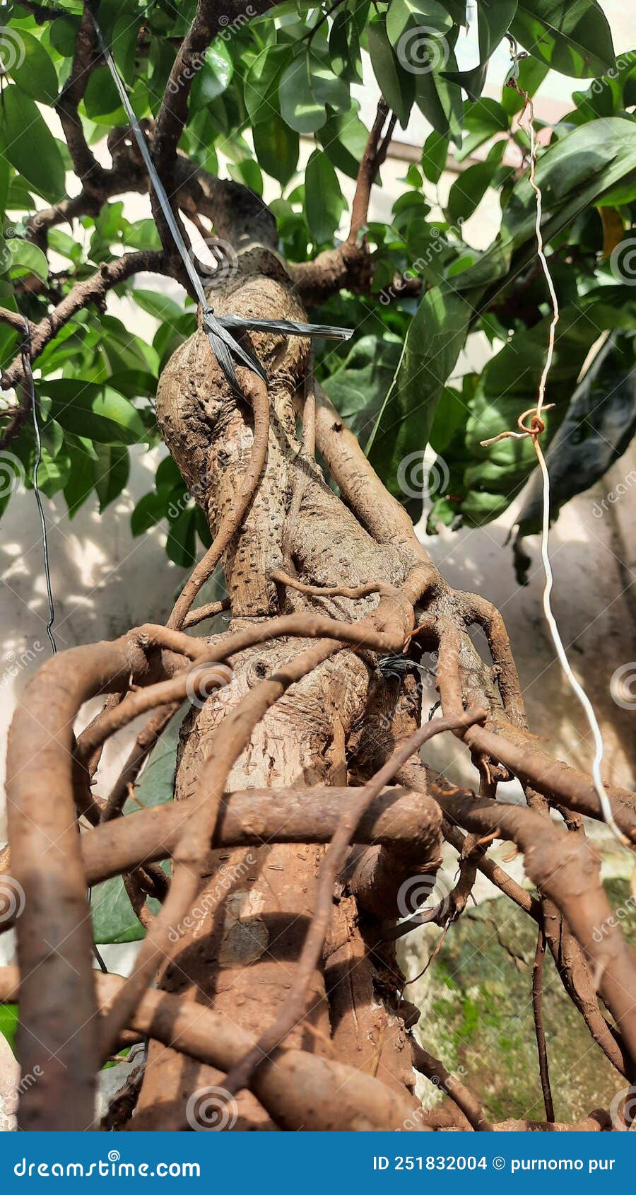 Bonsai banyan tree foto de archivo. Imagen de secretario 251832004